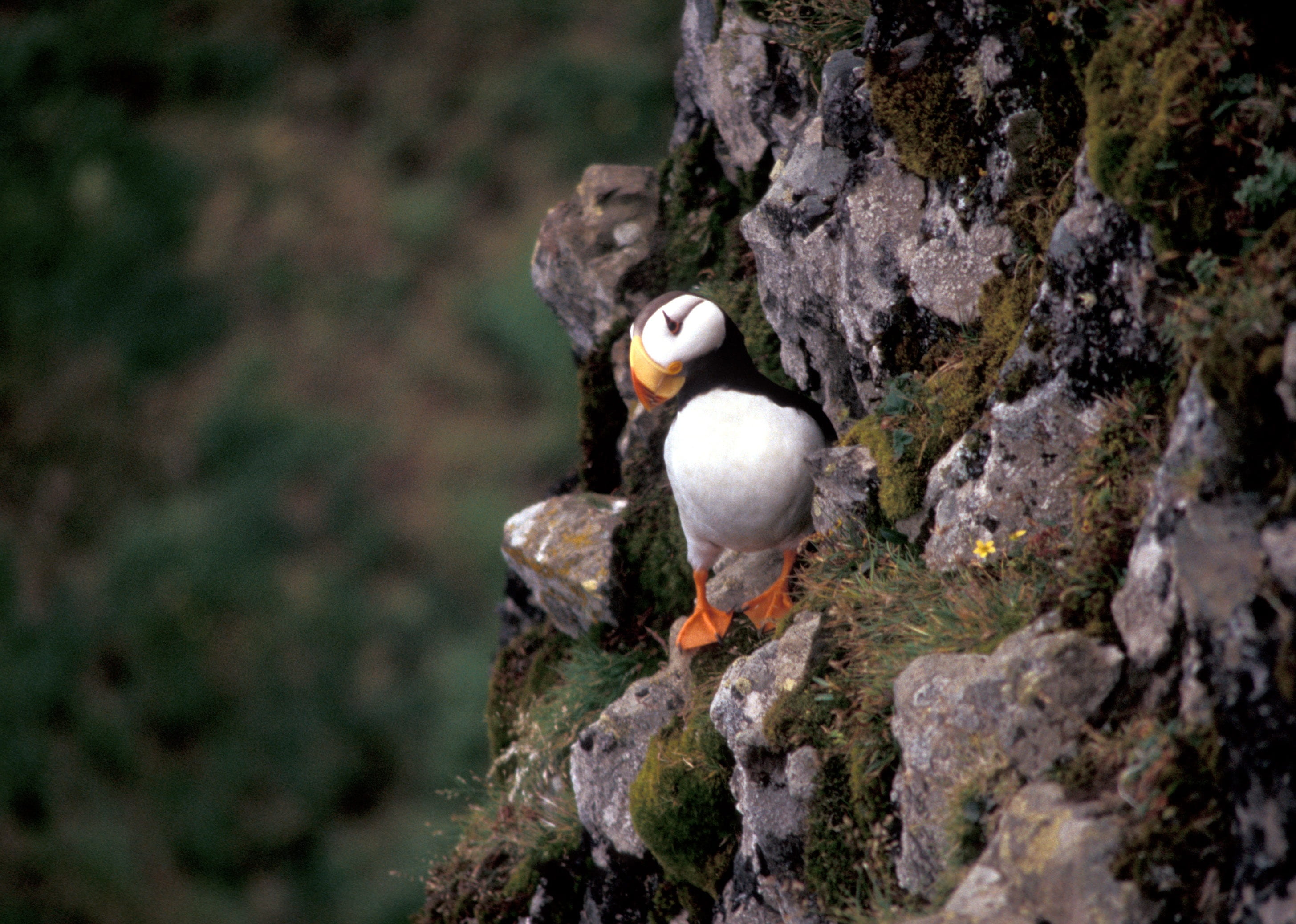 bird, outdoors, one animal, day, island, cliffs, wildlife, animals in the wild, coast, solid, water, colorful, nature, vertebrate, 2K, beak, seabird, rock, HD Wallpaper