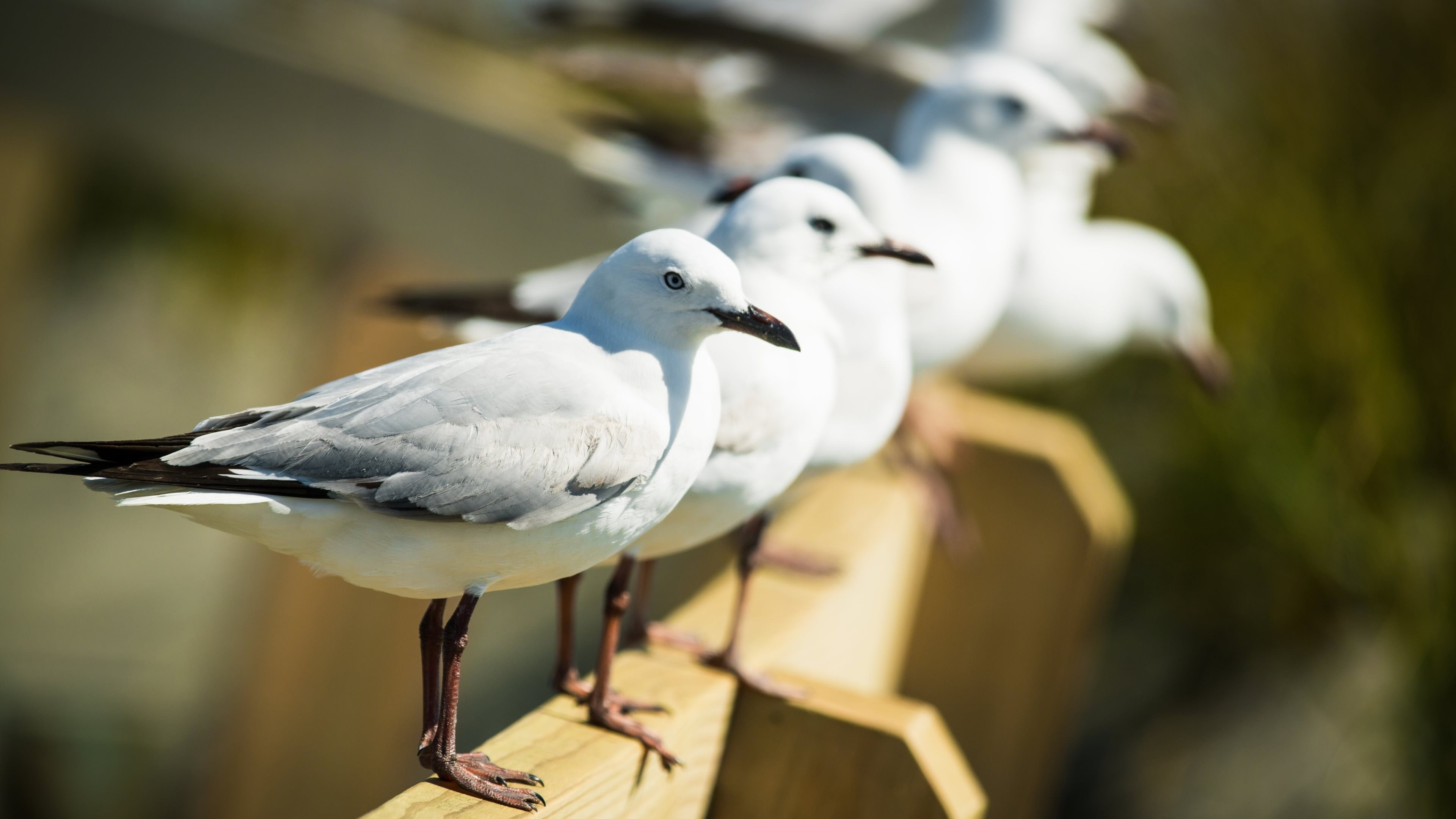 full length, gull, animal, group of animals, european herring gull, day, seagull, vertebrate, close-up, outdoors, beak, railing, 4K, feather, animal themes, HD Wallpaper