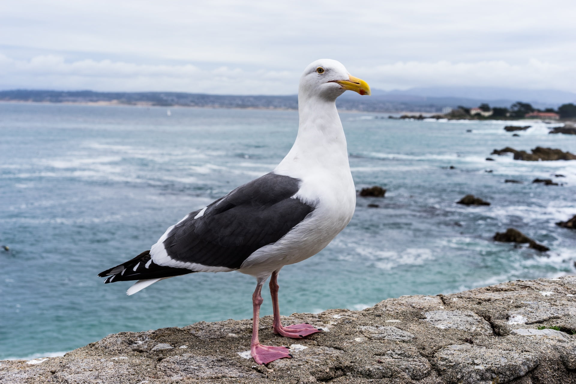 no people, blue, norcal, landscape, monterey, westcoast, rock - object, pacific, body, seashore, day, sea, tourism, rock, california, waves, bird, coastline, HD Wallpaper