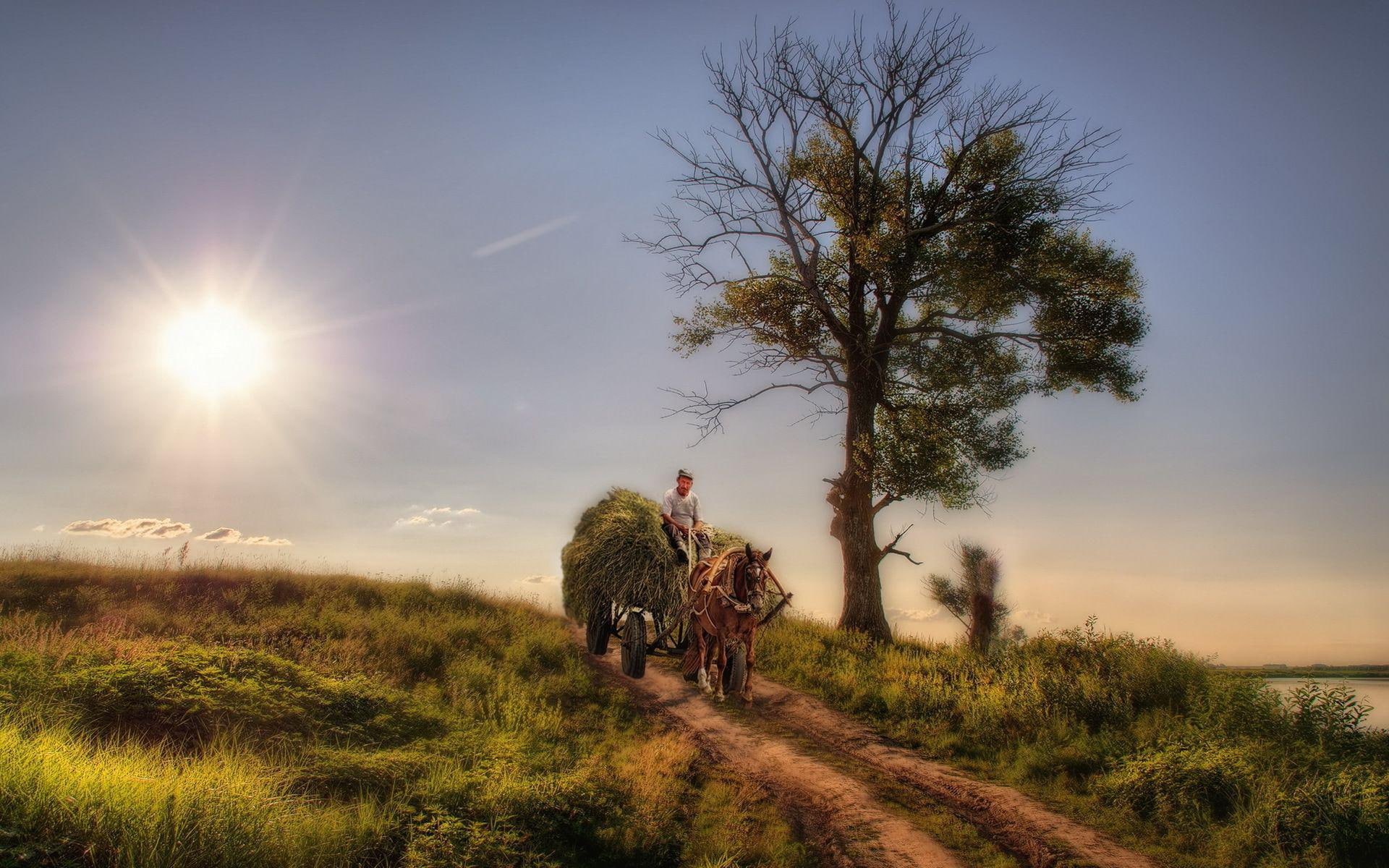 carraige, 1080P, brown, work, field, path, tree, digital art, going, horse, home, 1920x1200, HD Wallpaper