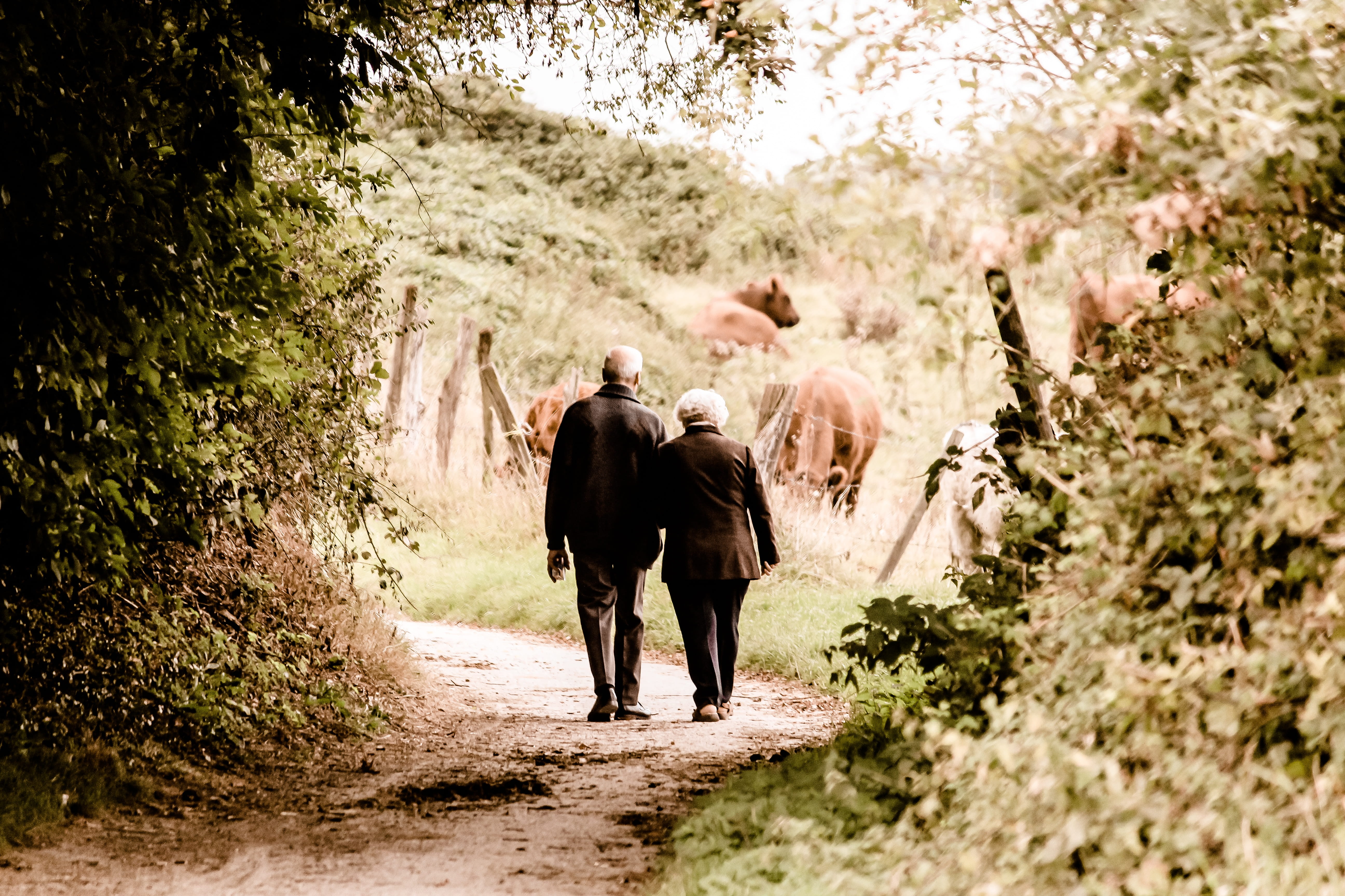 person, pensioners, outdoors, silhouette, man, street, grandpa, enjoy, tree, hiking, go for a walk, grandma, vertebrate, landscape, go, 5K, old peoples home, HD Wallpaper