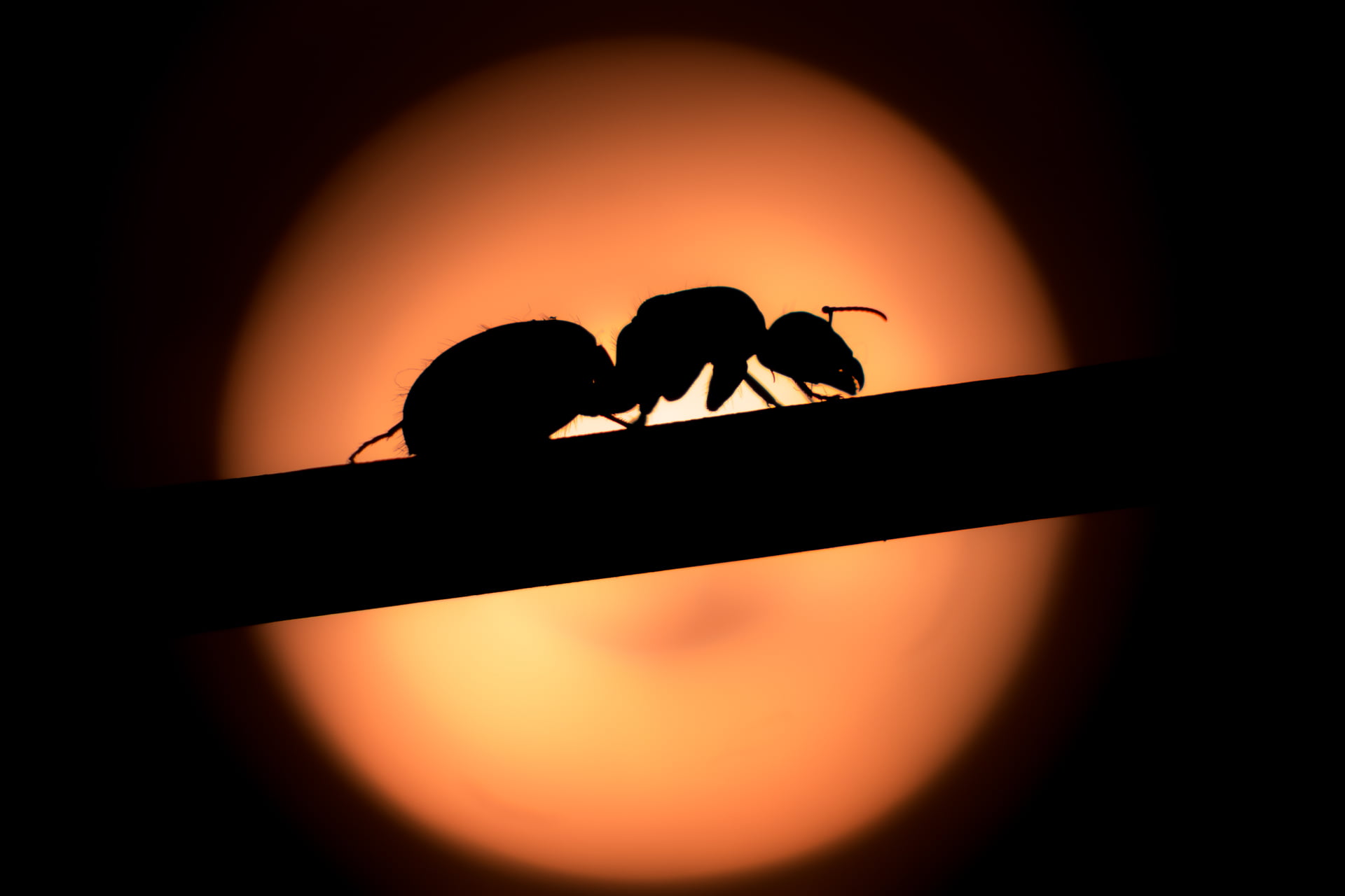 dark, Camponotus, animal, nighttime, insect, Mondays, I wanna go home, Macro, nature, 1080P, explored, sunset, ant, close-up, Silhouette, HD Wallpaper