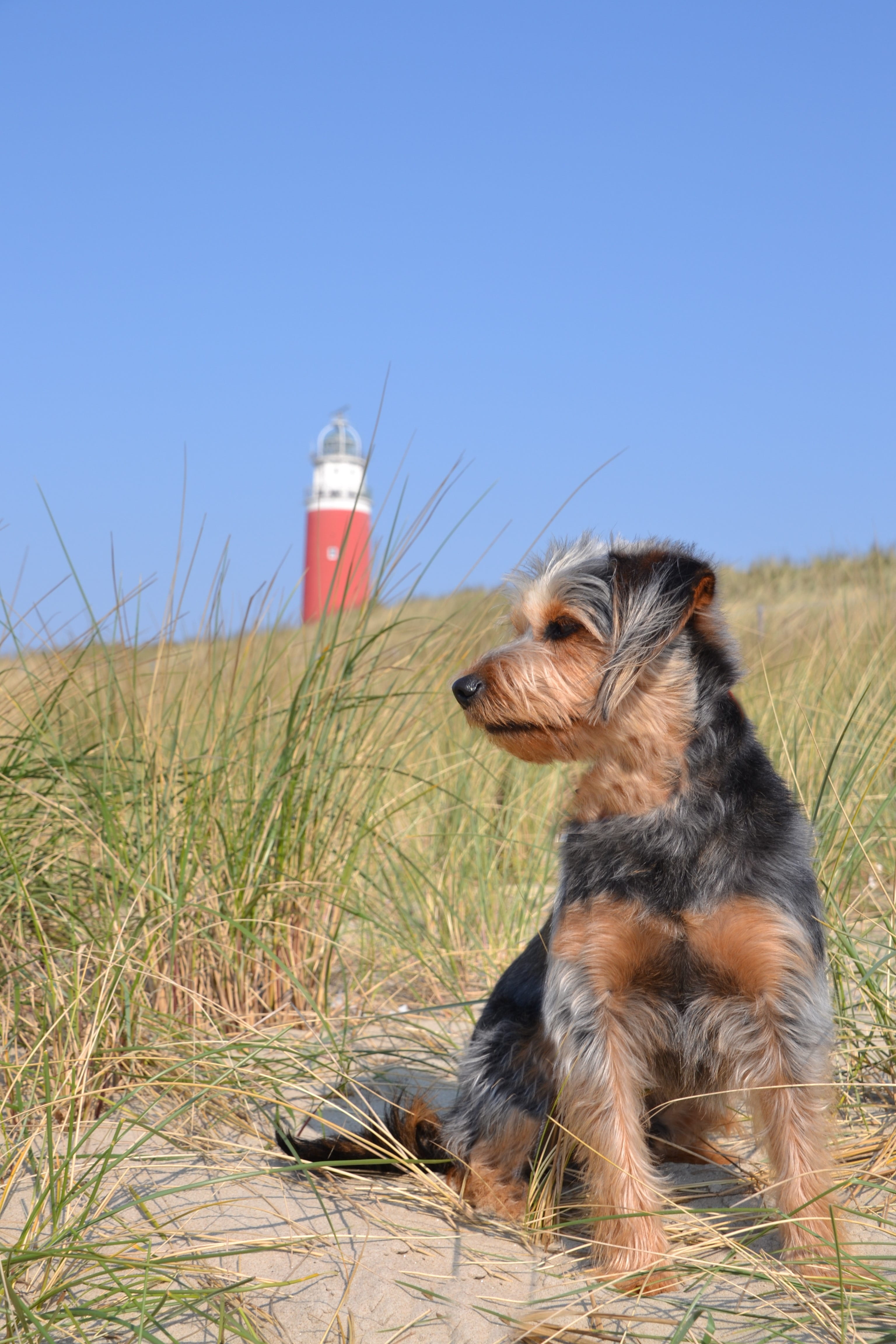 Yorkshire, no people, pets, field, plant, Dog, one animal, dog, animal themes, nature, vertebrate, animal, 4K, terrier, pet, blue, lighthouse, sky, canine, Phone HD Wallpaper