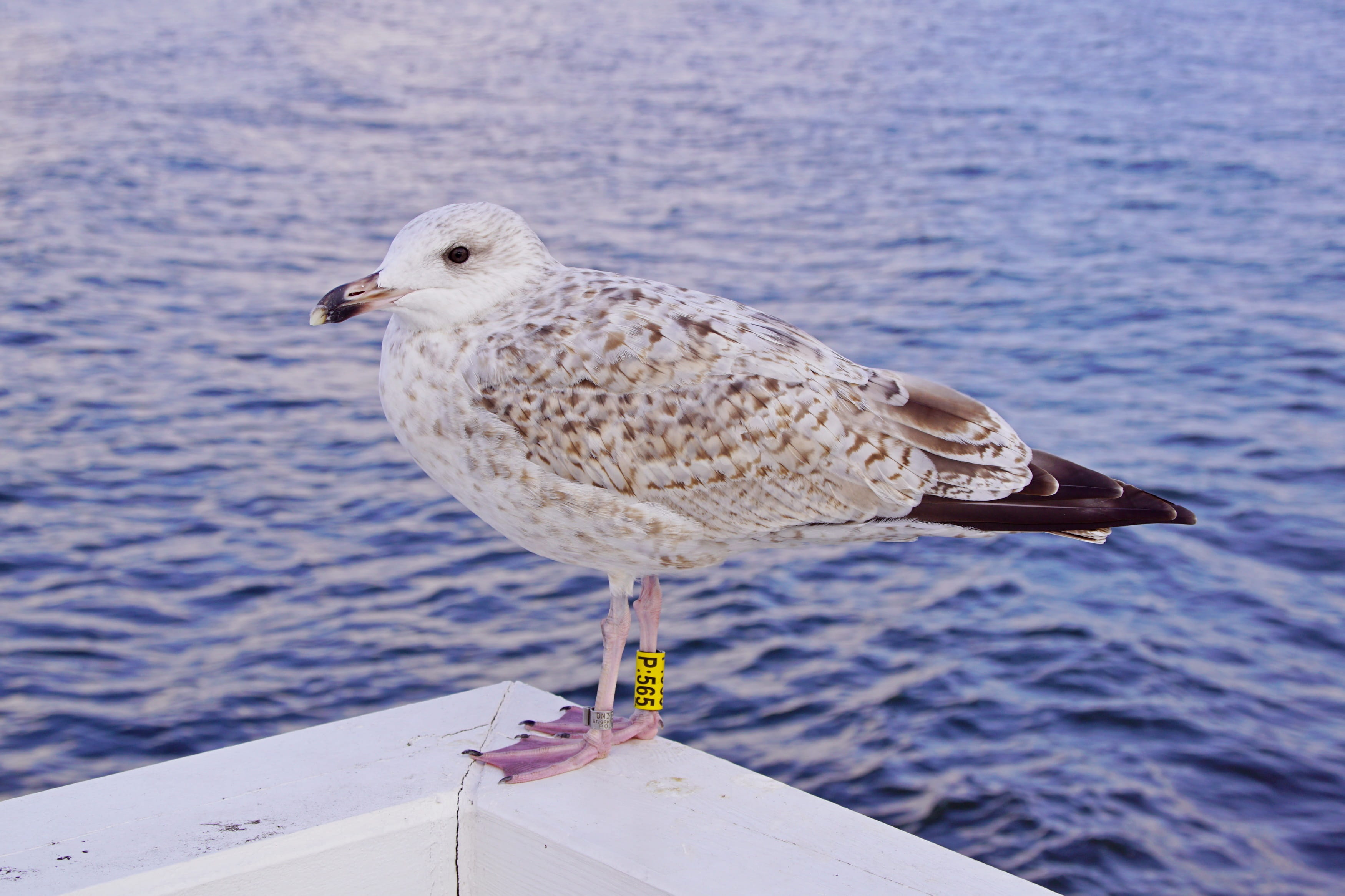 landscape, focus on foreground, animal wildlife, the pier, 2K, nautical vessel, nature, the baltic sea, animal, wing, water, beach, vertebrate, poland, HD Wallpaper