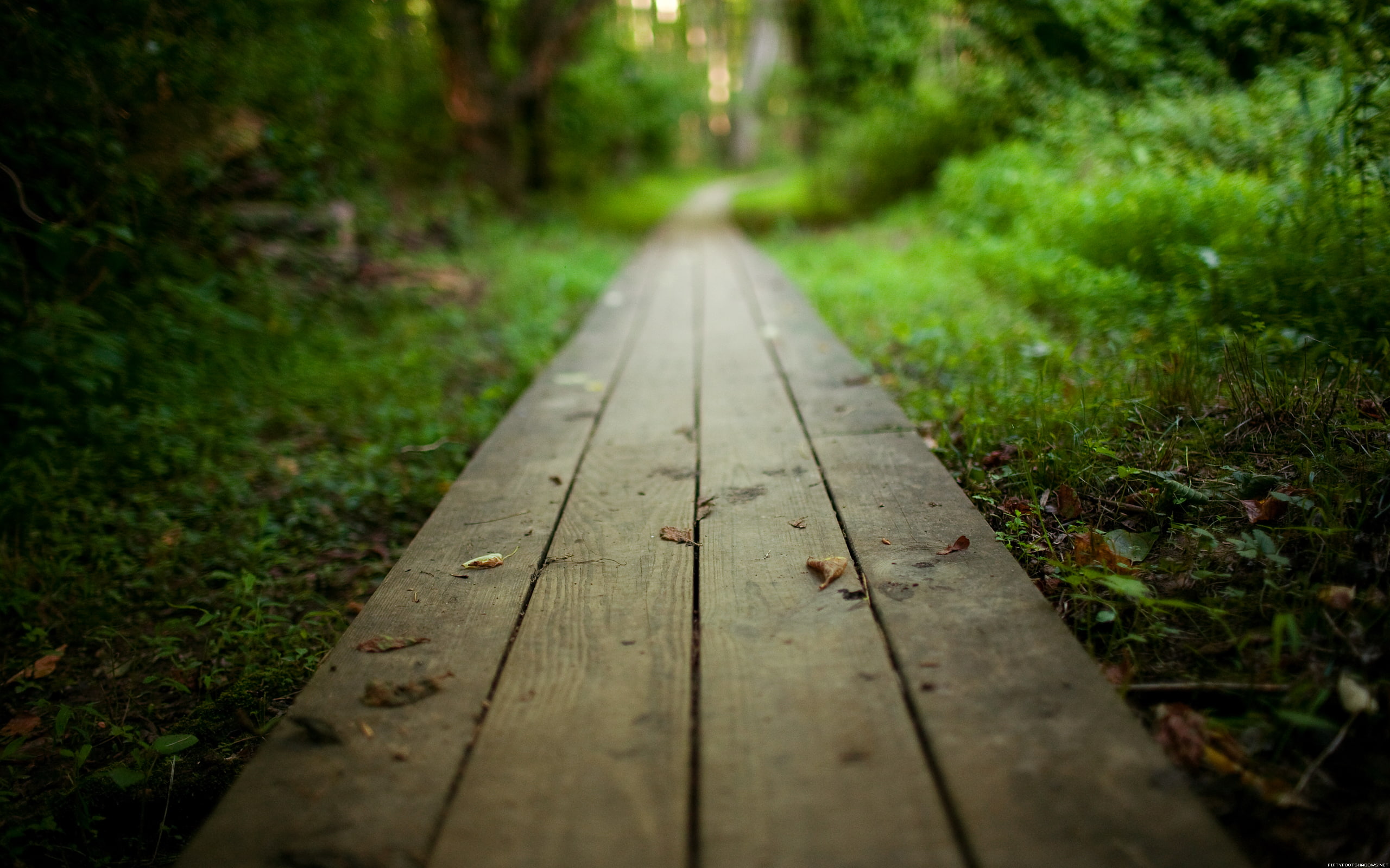 brown, 2K, wooden, path, home, walk, nature and landscape, going, HD Wallpaper
