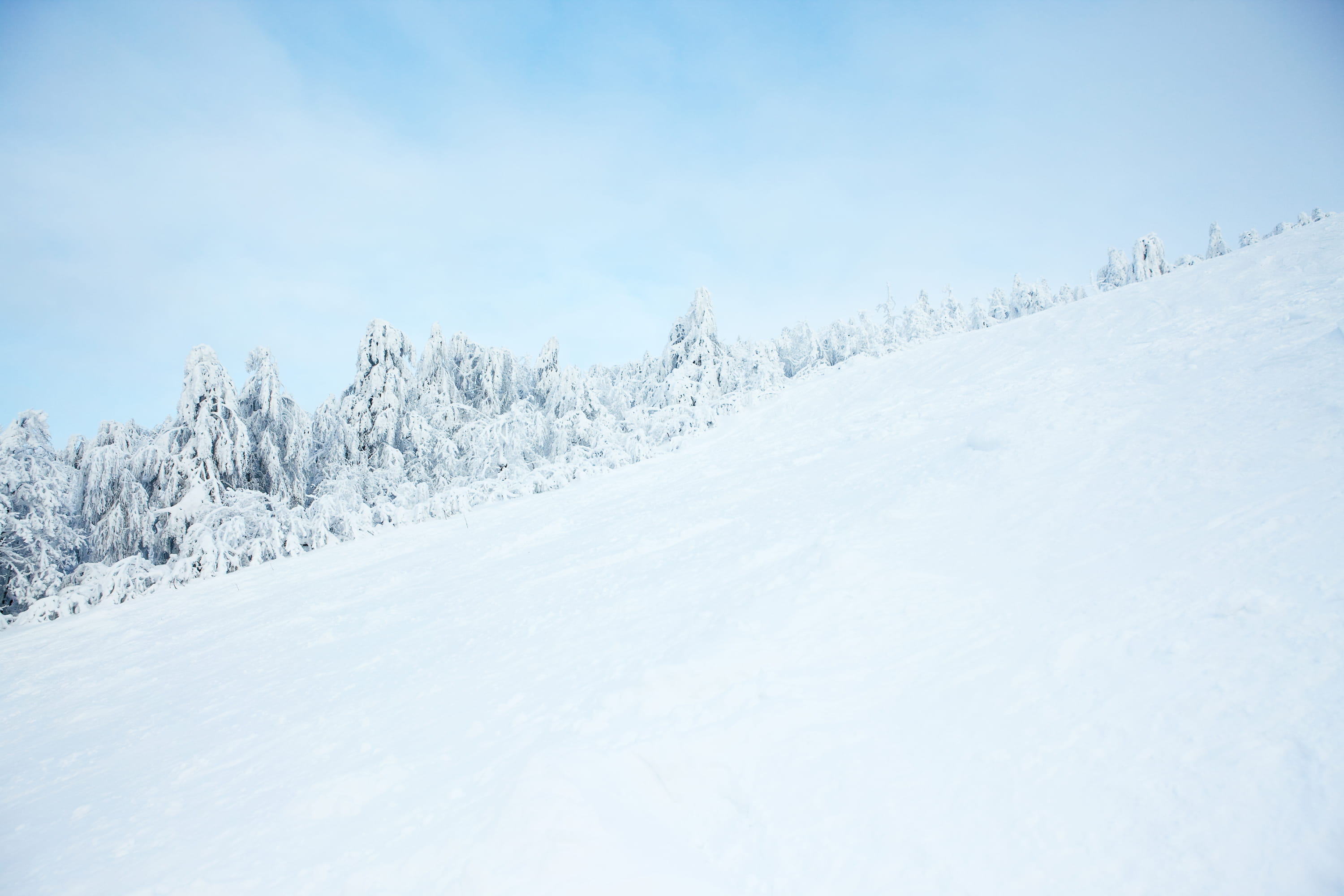 bright, wood, ski, glade, scenics - nature, holiday, no people, sun, non-urban scene, snowflake, january, rime, panorama, hoarfrost, tranquility, shadow, HD Wallpaper