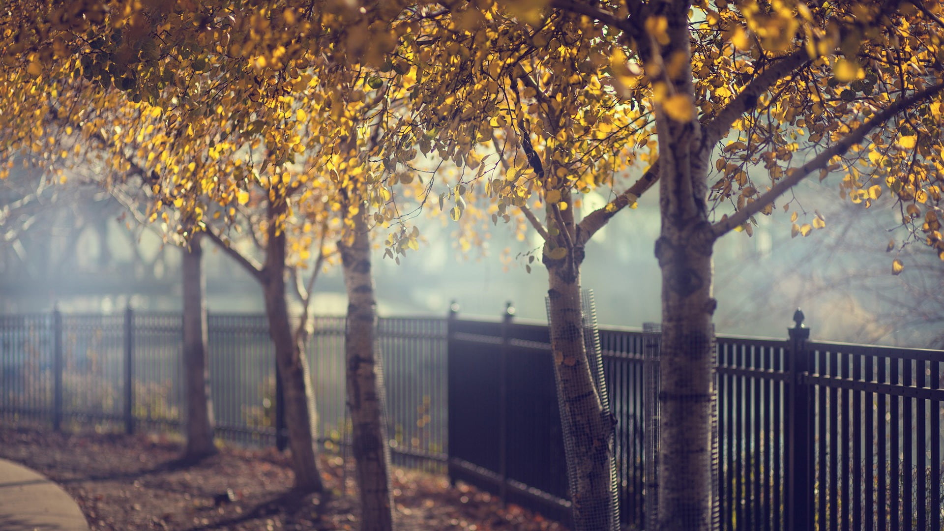 tree trunk, tranquility, change, no people, day, 1080P, trunk, white, growth, outdoors, trees, autumn, autumn collection, branch, floral, boundary, fog, HD Wallpaper