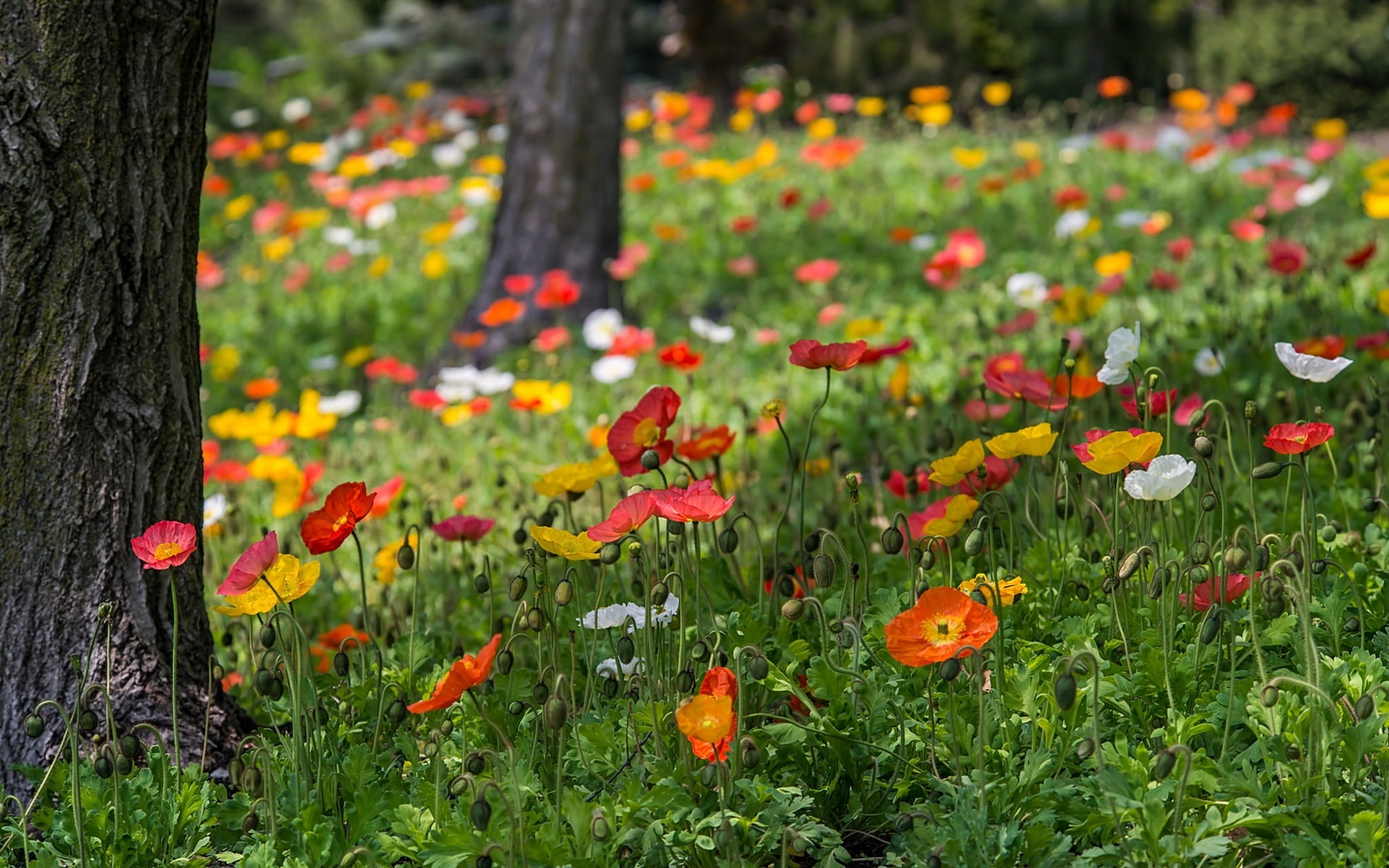 White, Grass, Poppies, 1080P, pink, orange, Yellow, Park, Red, Flowers, HD Wallpaper