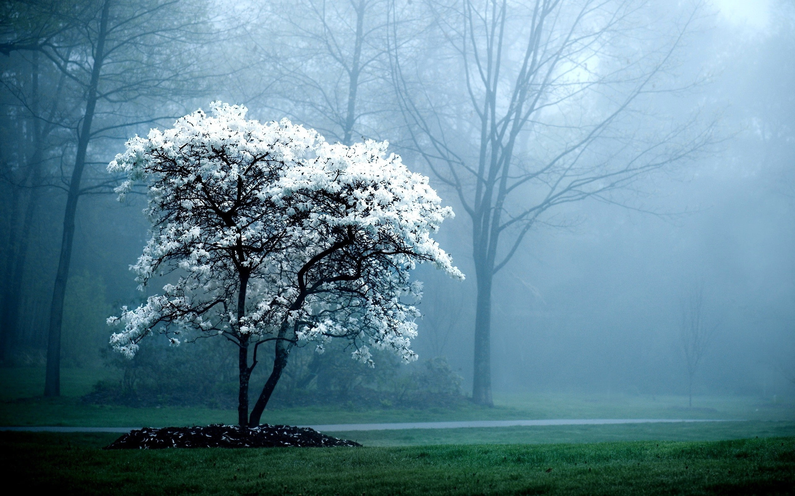mist, park, trees, 2K, grass, flowers, white flowers, white, HD Wallpaper
