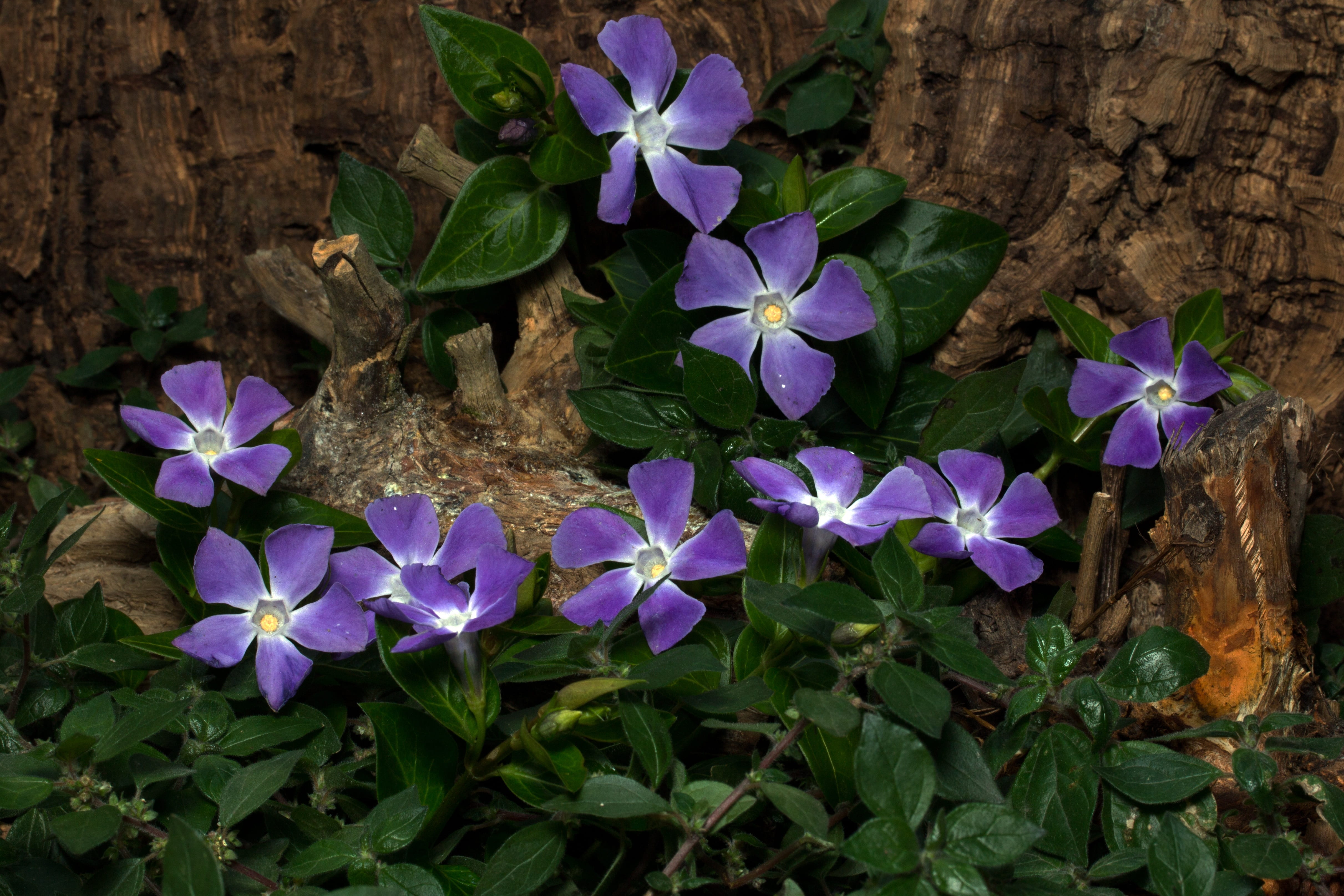 close-up, flowering plant, fragility, vinca minor, plant part, high angle view, day, flower head, plant, spring, moth, purple, nature, no people, leaf, HD Wallpaper