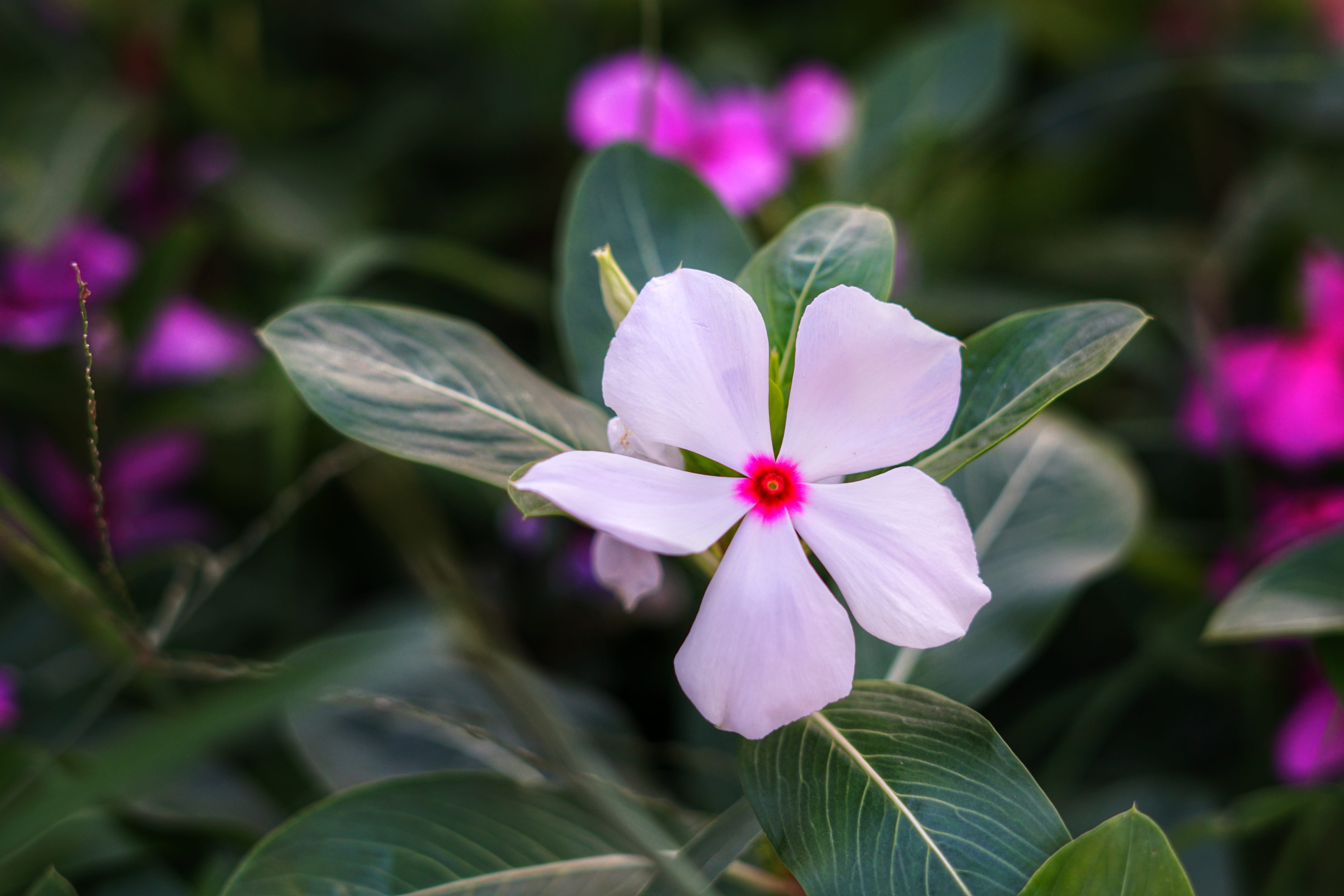 plant part, vulnerability, plant, closeup, inflorescence, 5K, outdoors, beauty in nature, purple, no people, leaf, close-up, freshness, day, madagascar periwinkle, HD Wallpaper