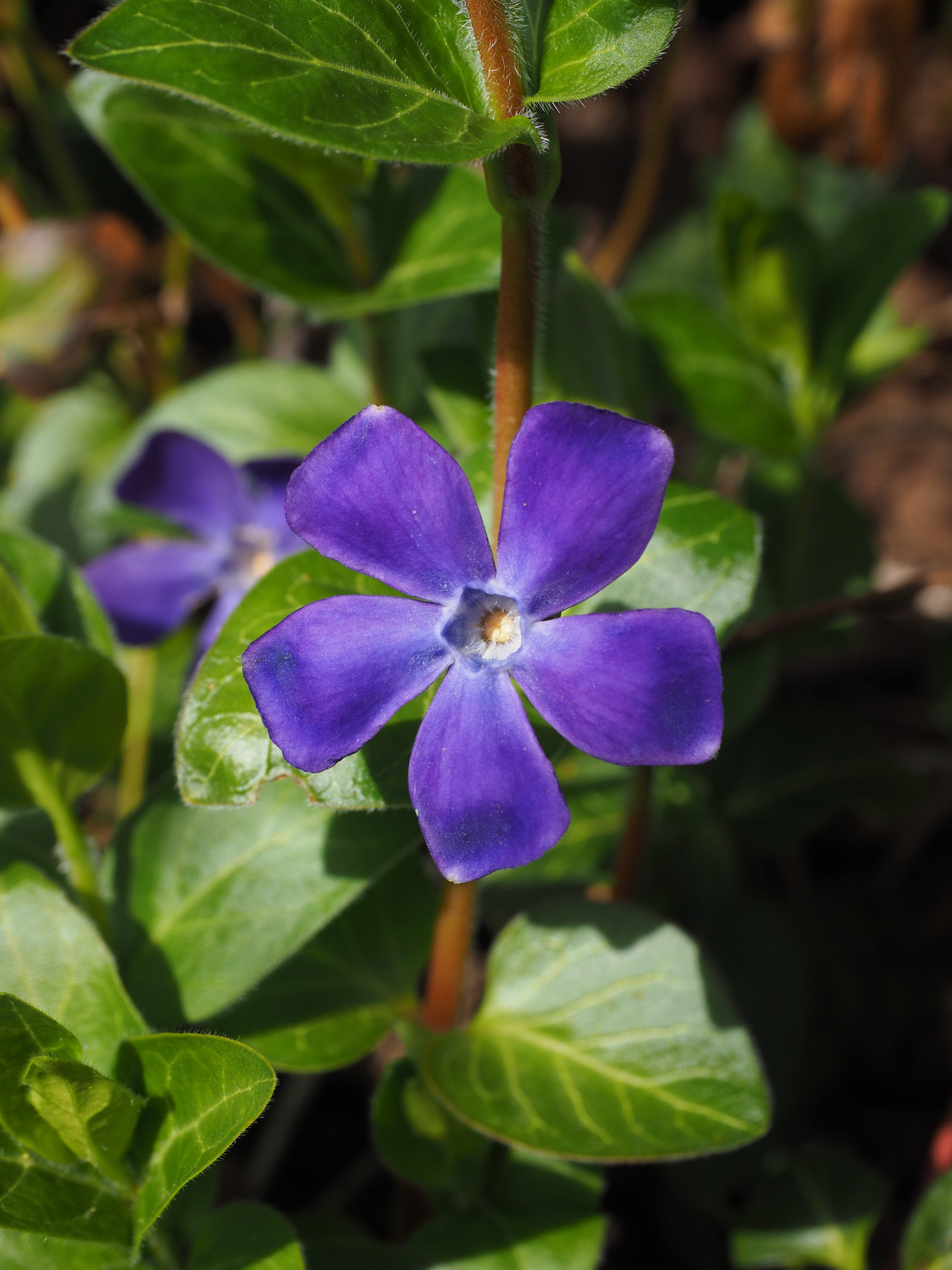close-up, no people, leaf, vinca minor, plant part, petals, fragility, focus on foreground, cone flower, nature, freshness, day, dog gift greenhouse, bloom, Phone HD Wallpaper