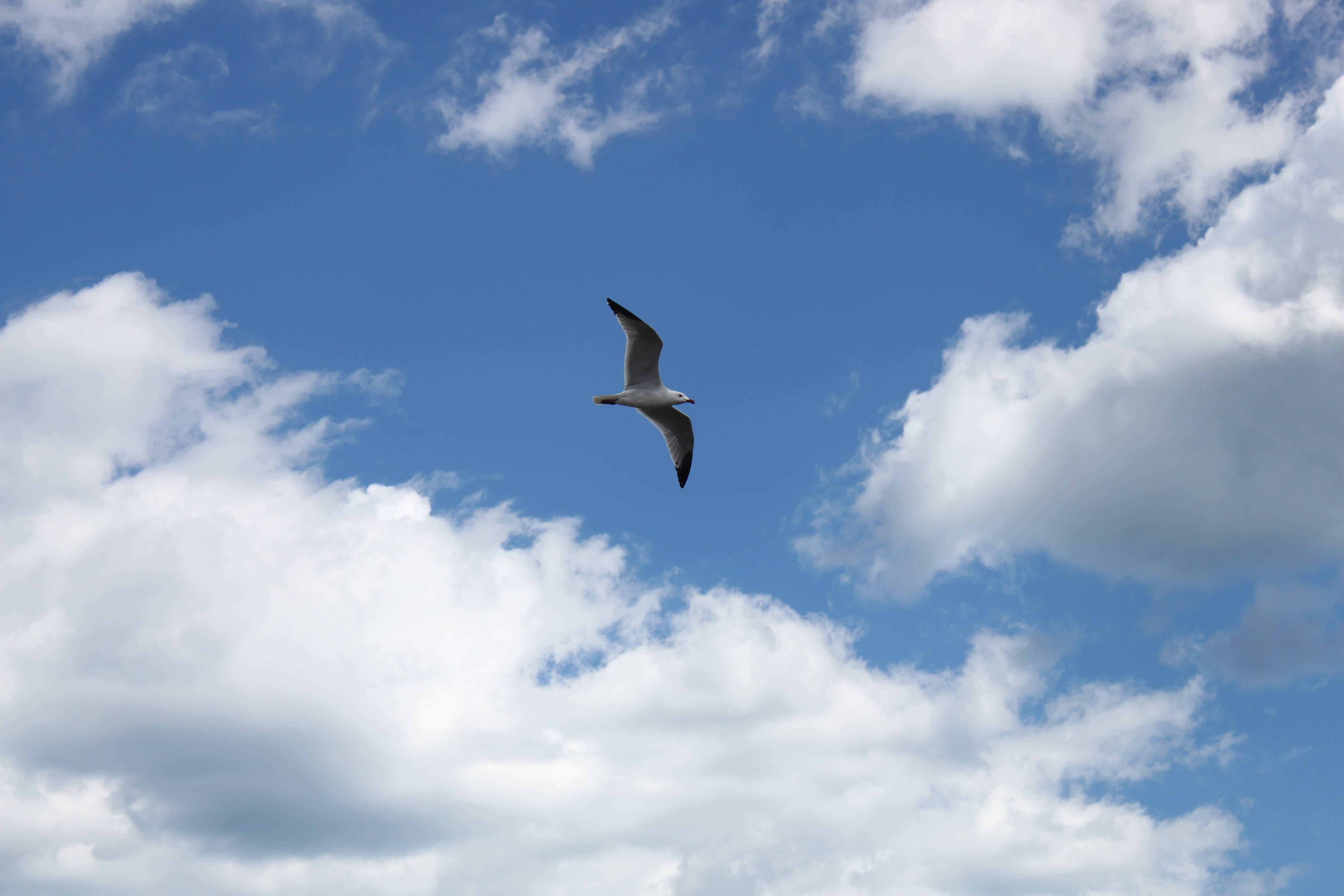 no people, flying, bird, animal themes, cloud - sky, animals in the wild, clouds, freedom, day, one animal, nature, animal wildlife, vertebrate, outdoors, HD Wallpaper