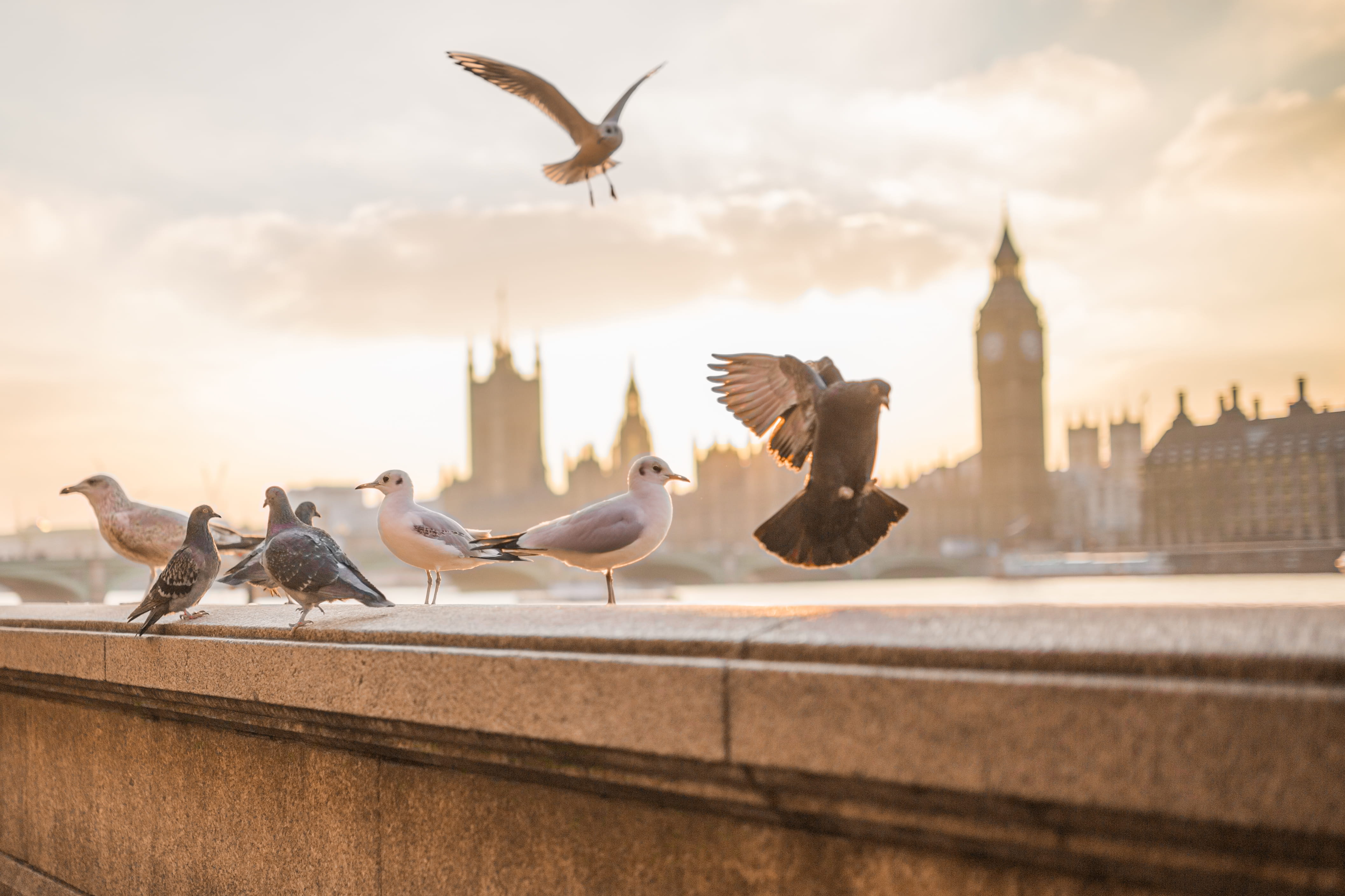 group of animals, building exterior, urban Scene, mid-air, travel, bird, england, city Life, spread wings, animals, travel Destinations, london - England, HD Wallpaper