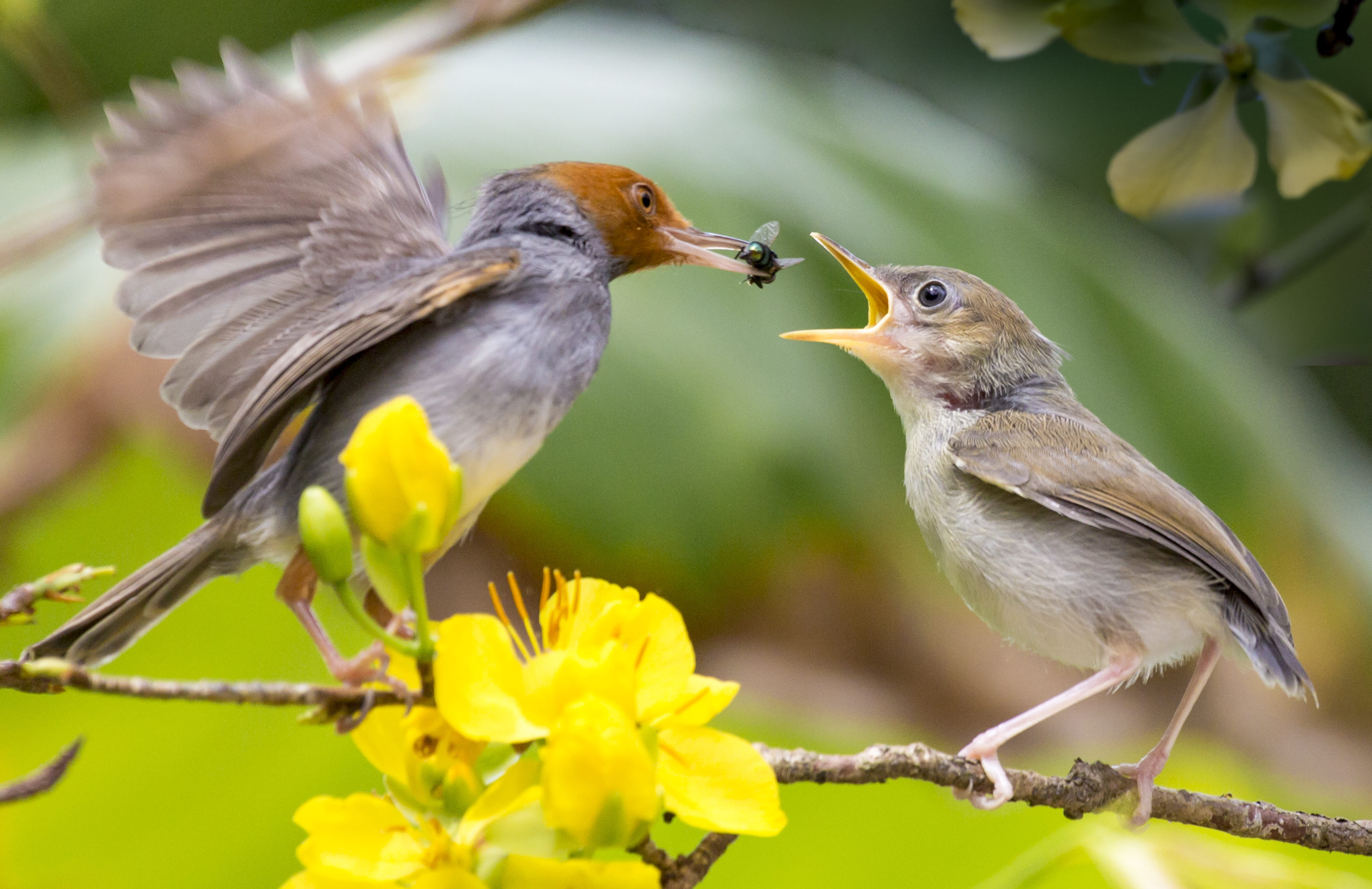 animal themes, humming, animal wildlife, flowering plant, 4K, flower, daytime, bird, birds, wildlife, focus on foreground, yellow, close-up, beauty in nature, HD Wallpaper