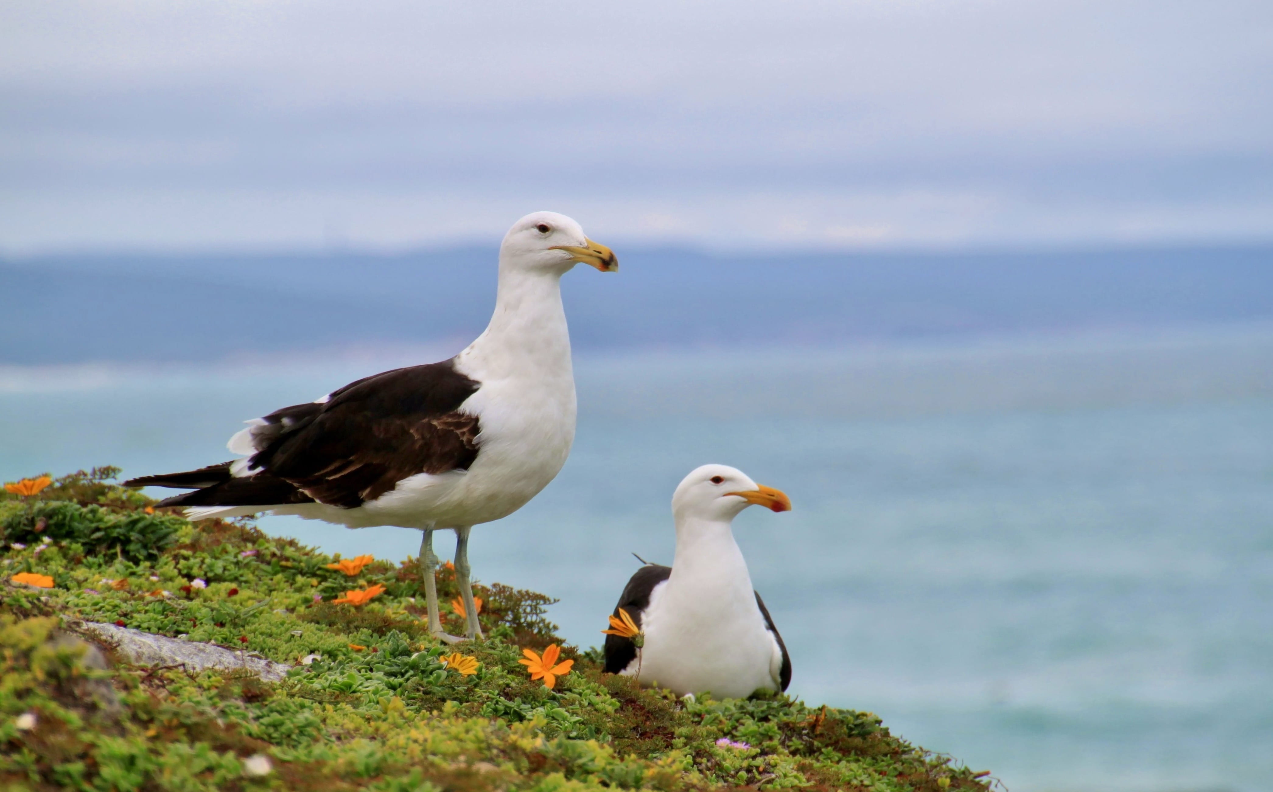 animal, water, two animals, close, no people, holiday, south africa, two, perching, summer, couple, animals in the wild, group of animals, cliff, animal wildlife, HD Wallpaper