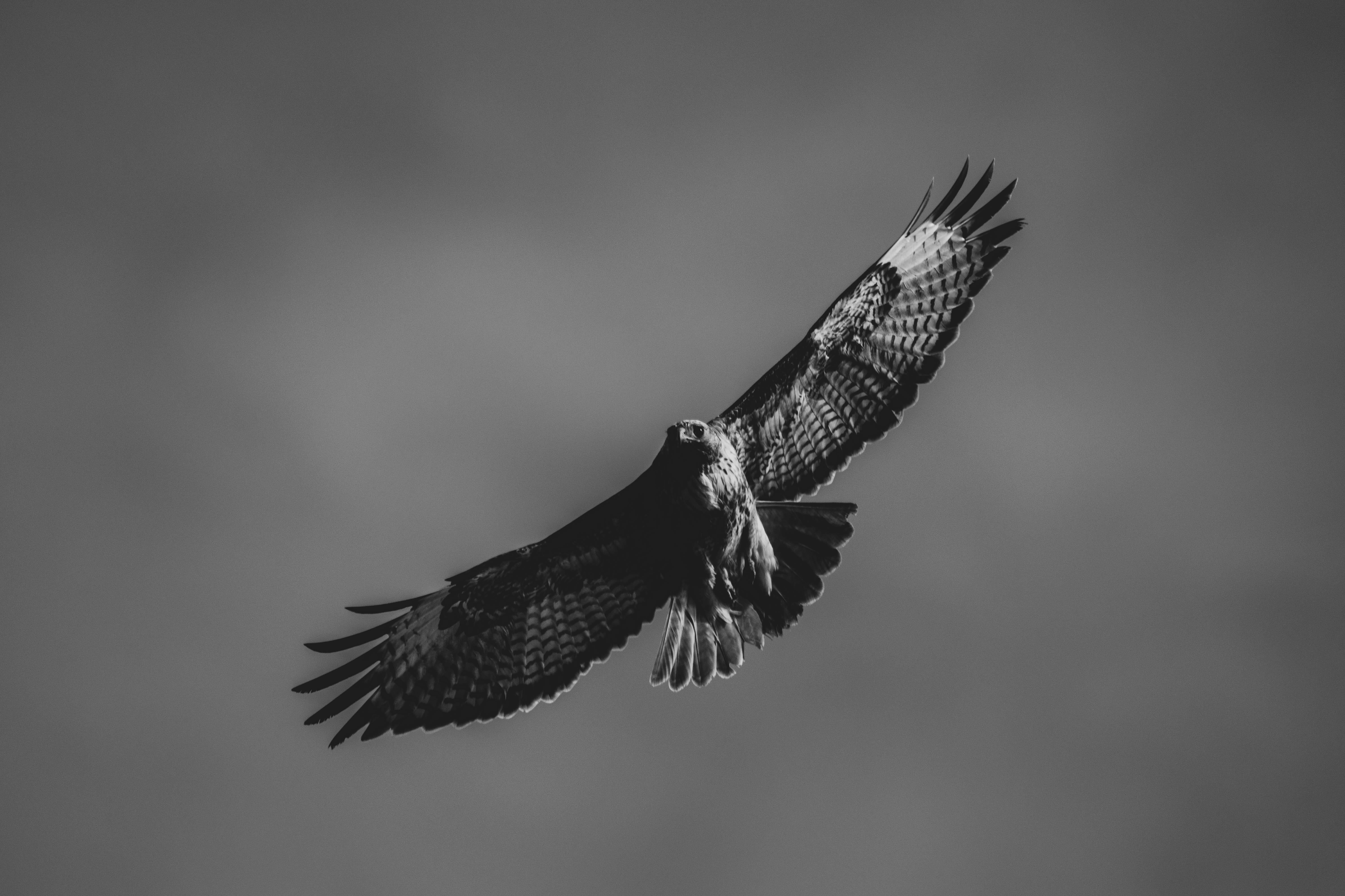 day, mid-air, nature, no people, high, full length, hunter, animal photography, outdoors, animal wing, animal themes, sky, one animal, animals in the wild, HD Wallpaper