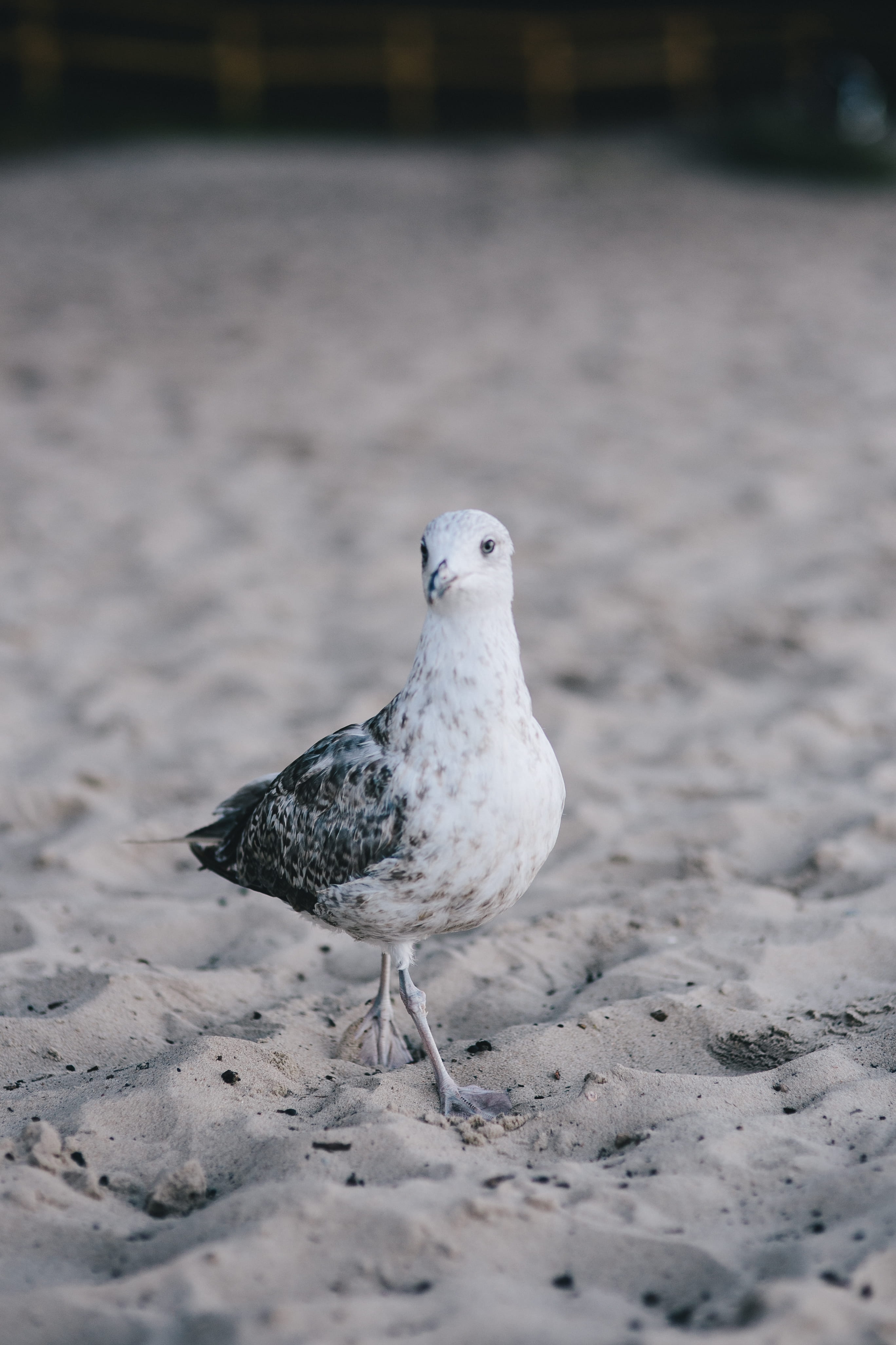 bird, no people, animal themes, outdoors, full length, animal, on the beach, wildlife, beach, shore, sand, nature, animal wildlife, White, beak, day, feather, Phone HD Wallpaper