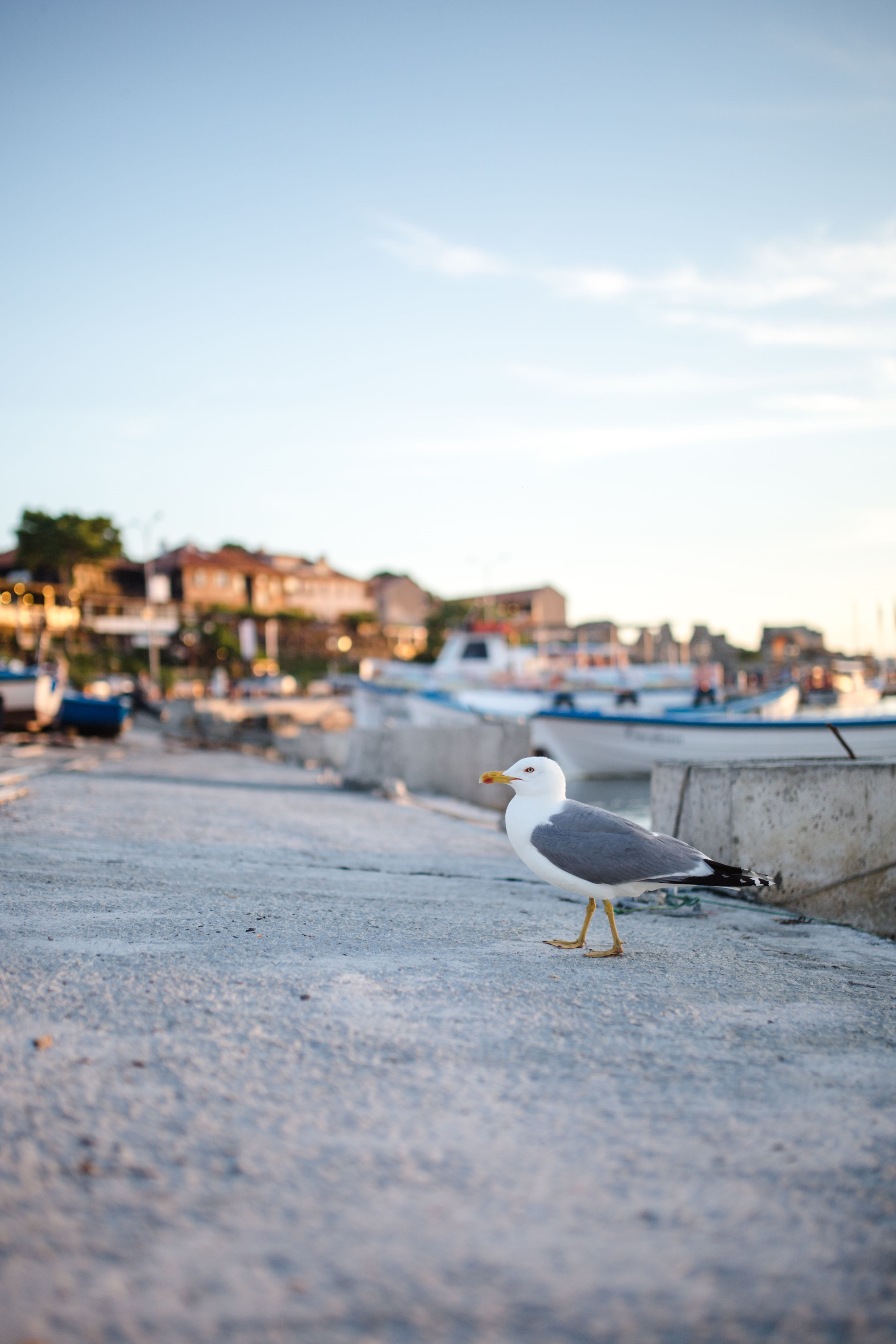 yacht, nautical vessel, animal, no people, day, sea, city, selective focus, water, 4K, Port, no person, ship, beach, boat, outdoors, Bulgaria, coastline, Phone HD Wallpaper