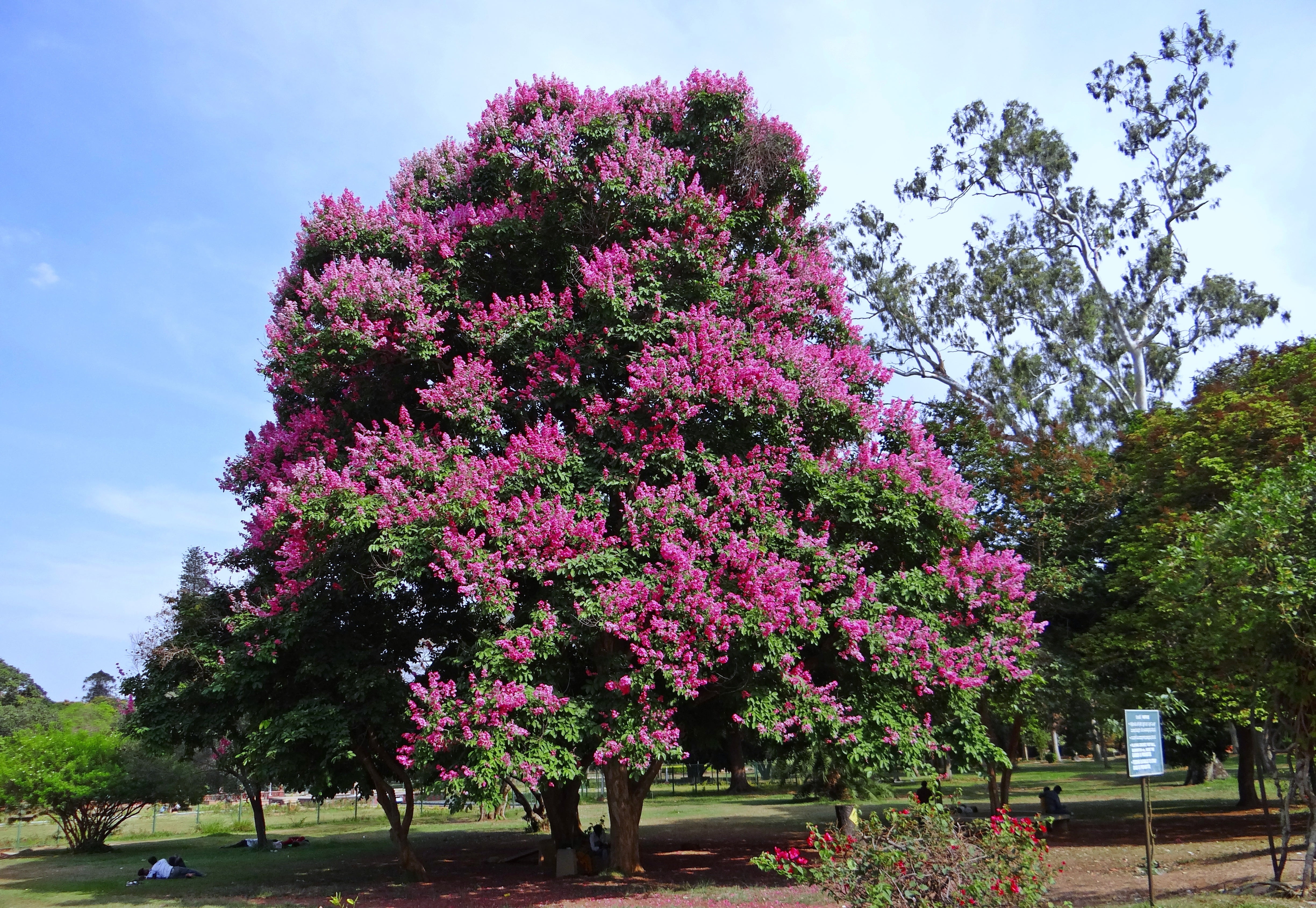 flower, park, pride of india, jarul, plant, queens crape-myrtle, growth, incidental people, nature, tree, springtime, blossom, sky, freshness, spring, lagerstroemia speciosa, HD Wallpaper