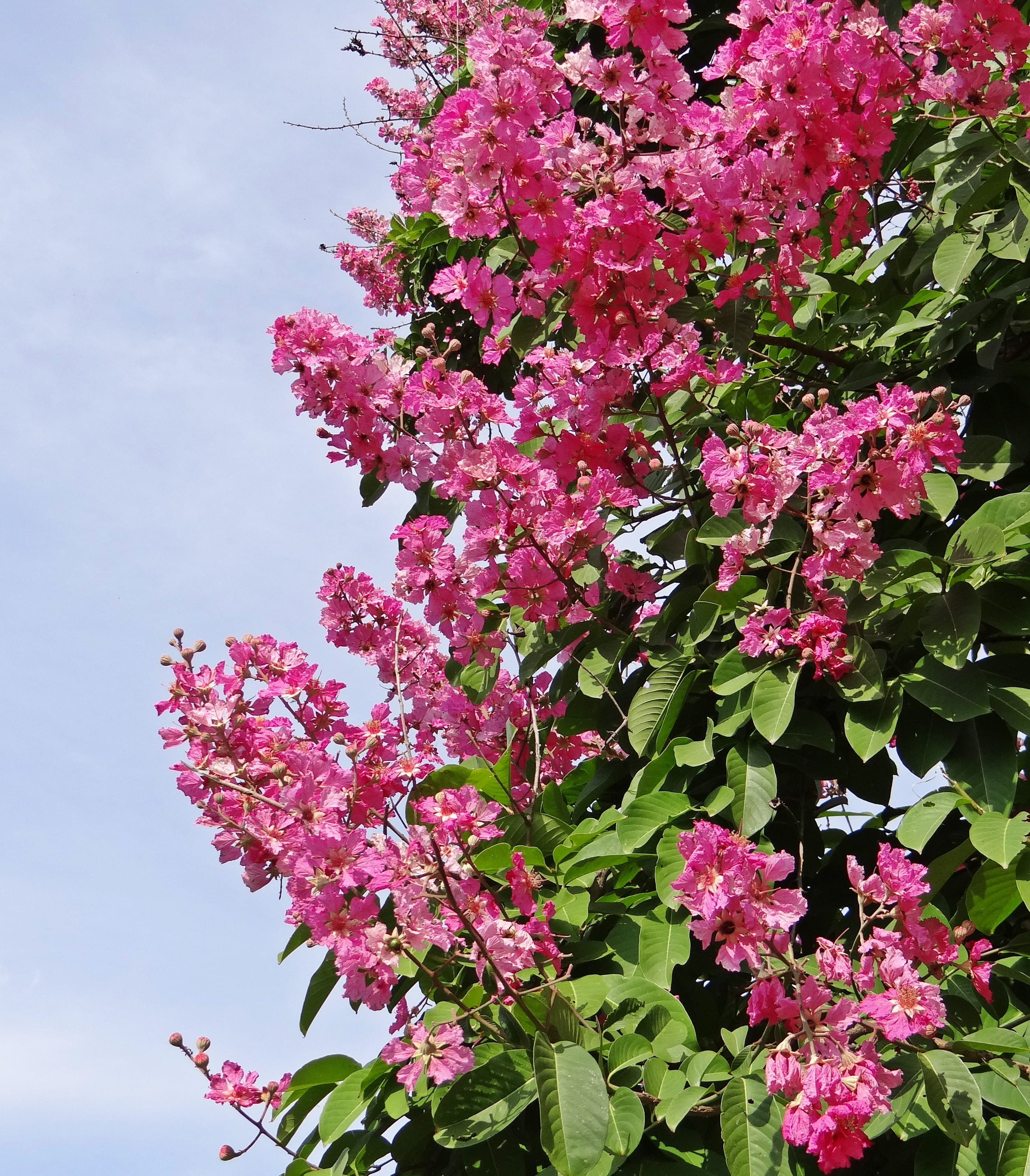 plant, freshness, growth, botany, petal, india, nature, blossom, pride of india, flowering plant, low angle view, giant crape-myrtle, flower, jarul, inflorescence, Phone HD Wallpaper