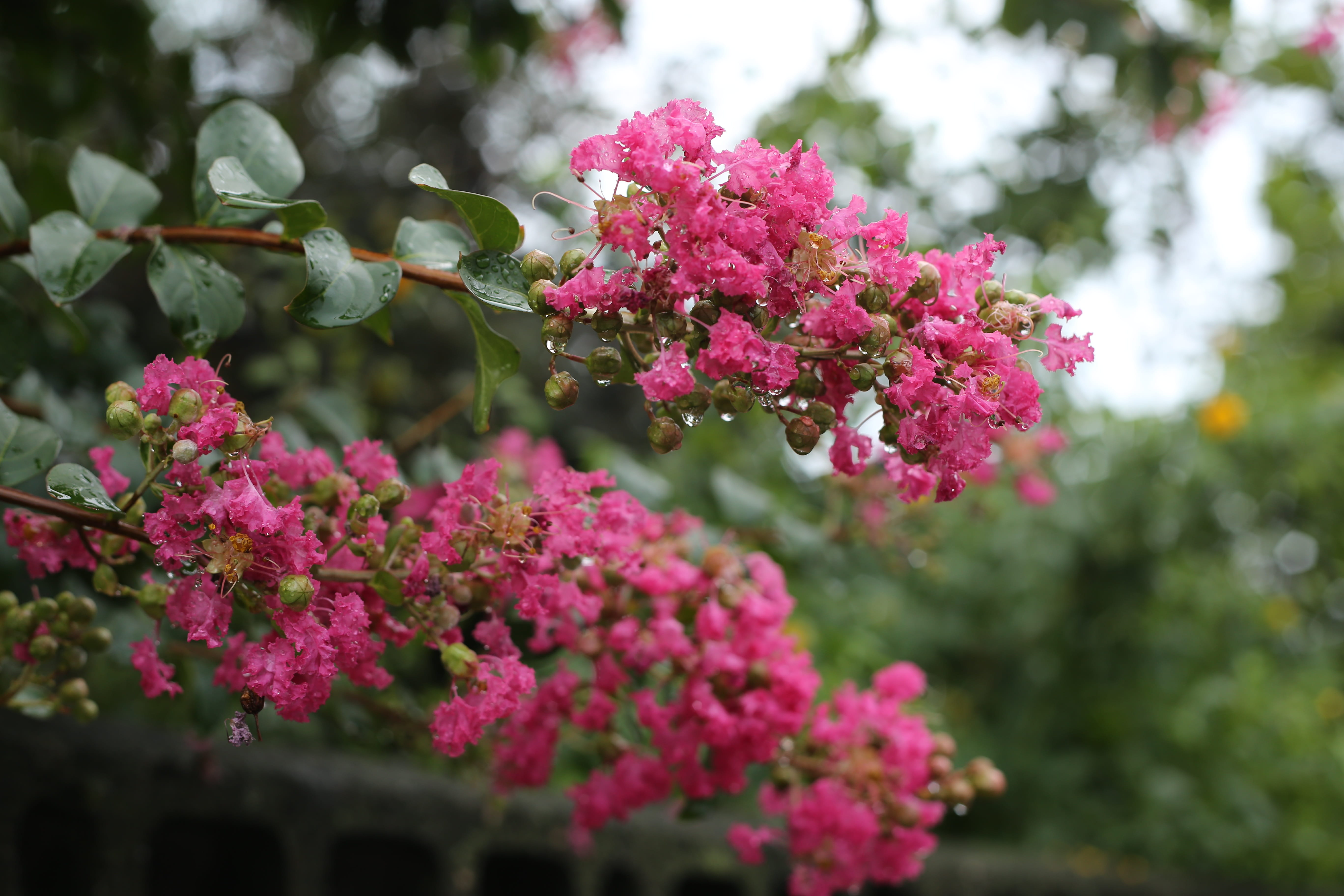 crape myrtle, selective focus, spring, botany, pink color, wood, nature, lantana, 5K, flowering plant, inflorescence, beauty in nature, petal, lagerstroemia indica, HD Wallpaper
