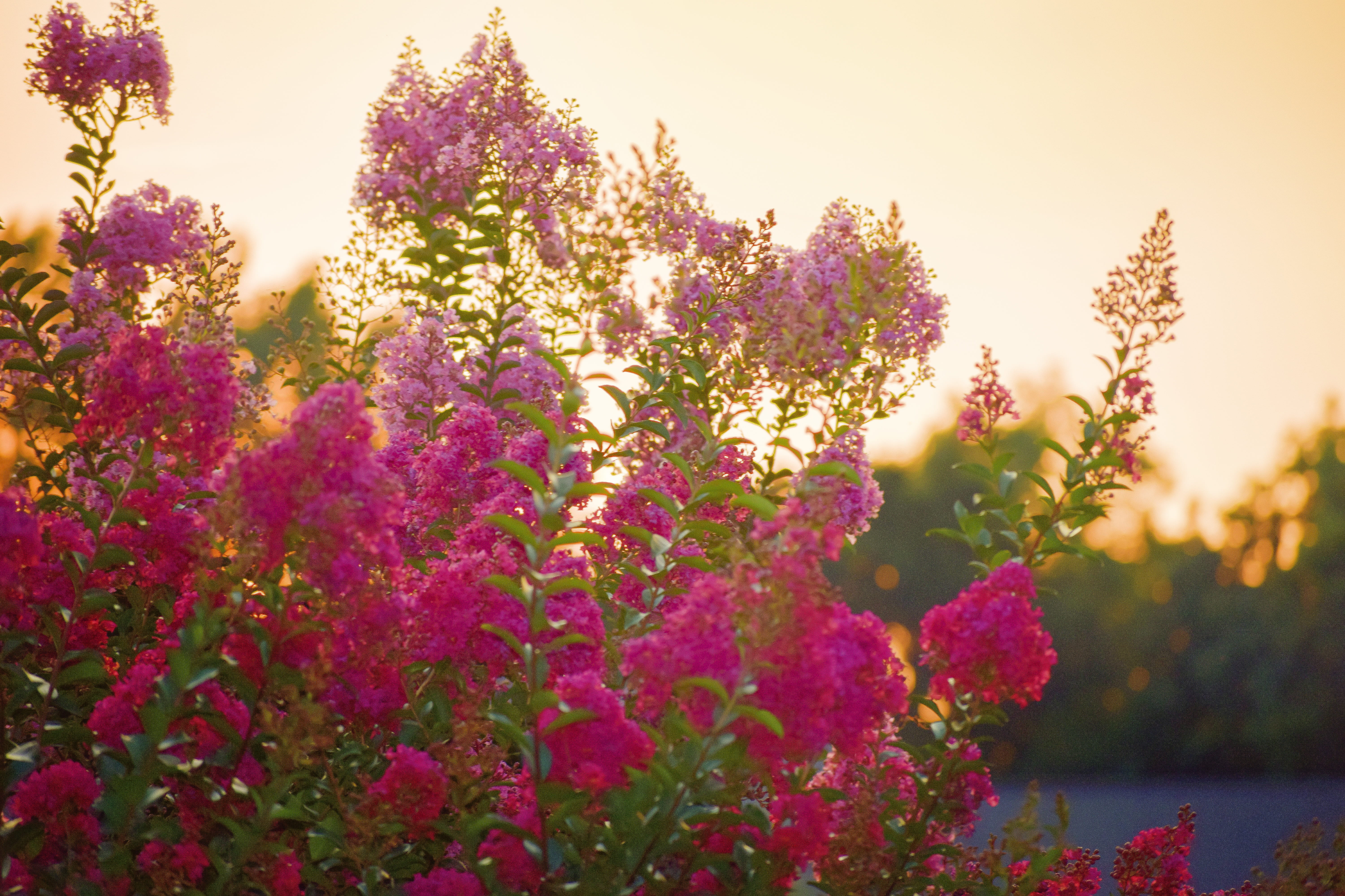 close-up, freshness, natural, tranquility, spring, scene, sun, crape myrtle, orange, forest, sunny, 5K, flower head, landscape, garden, sunshine, sunlight, HD Wallpaper