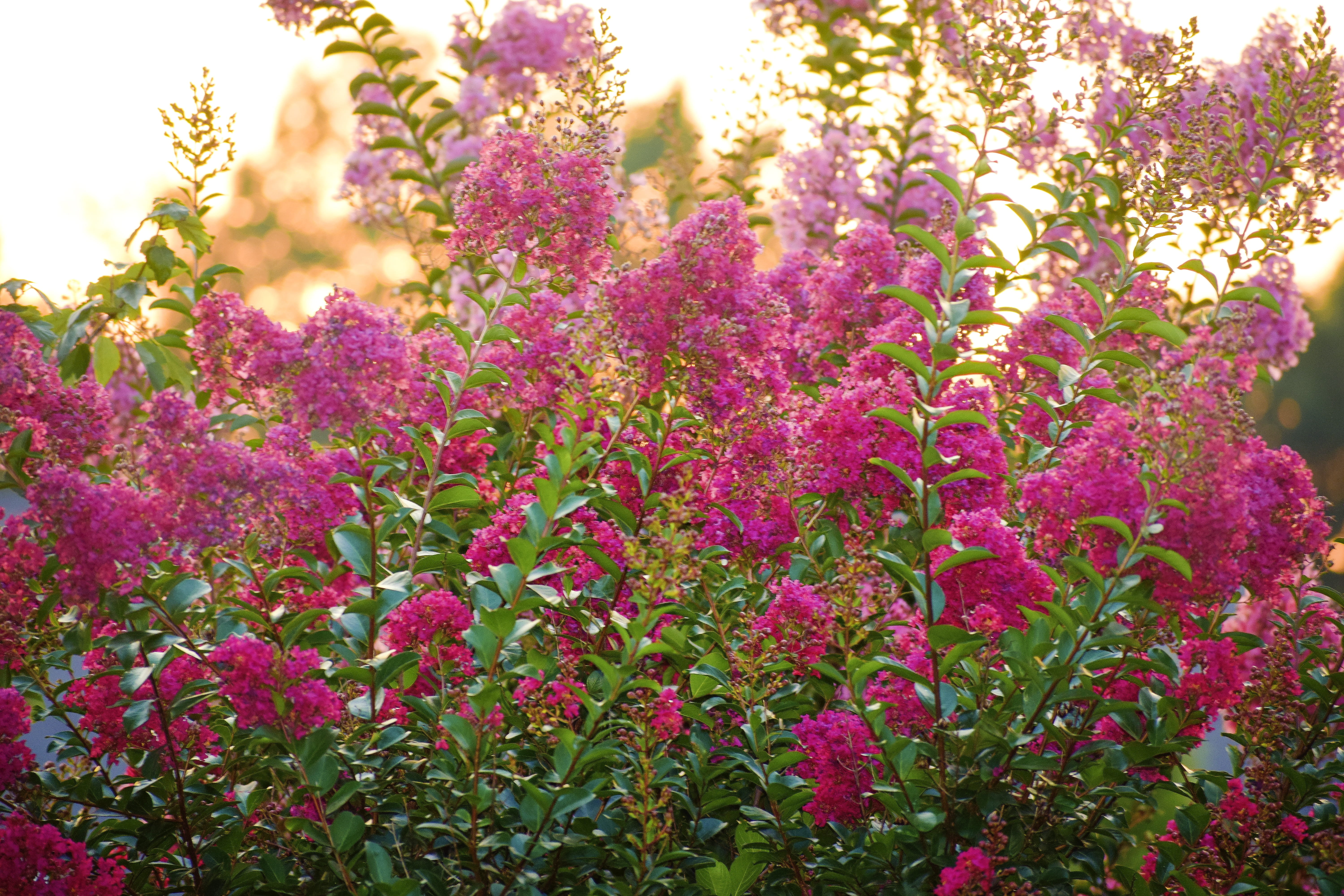 flowerbed, horizon, botany, pink, growth, tree, outdoors, forest, environment, sunny, sunshine, day, summer, ornamental garden, light, silhouette, close-up, HD Wallpaper