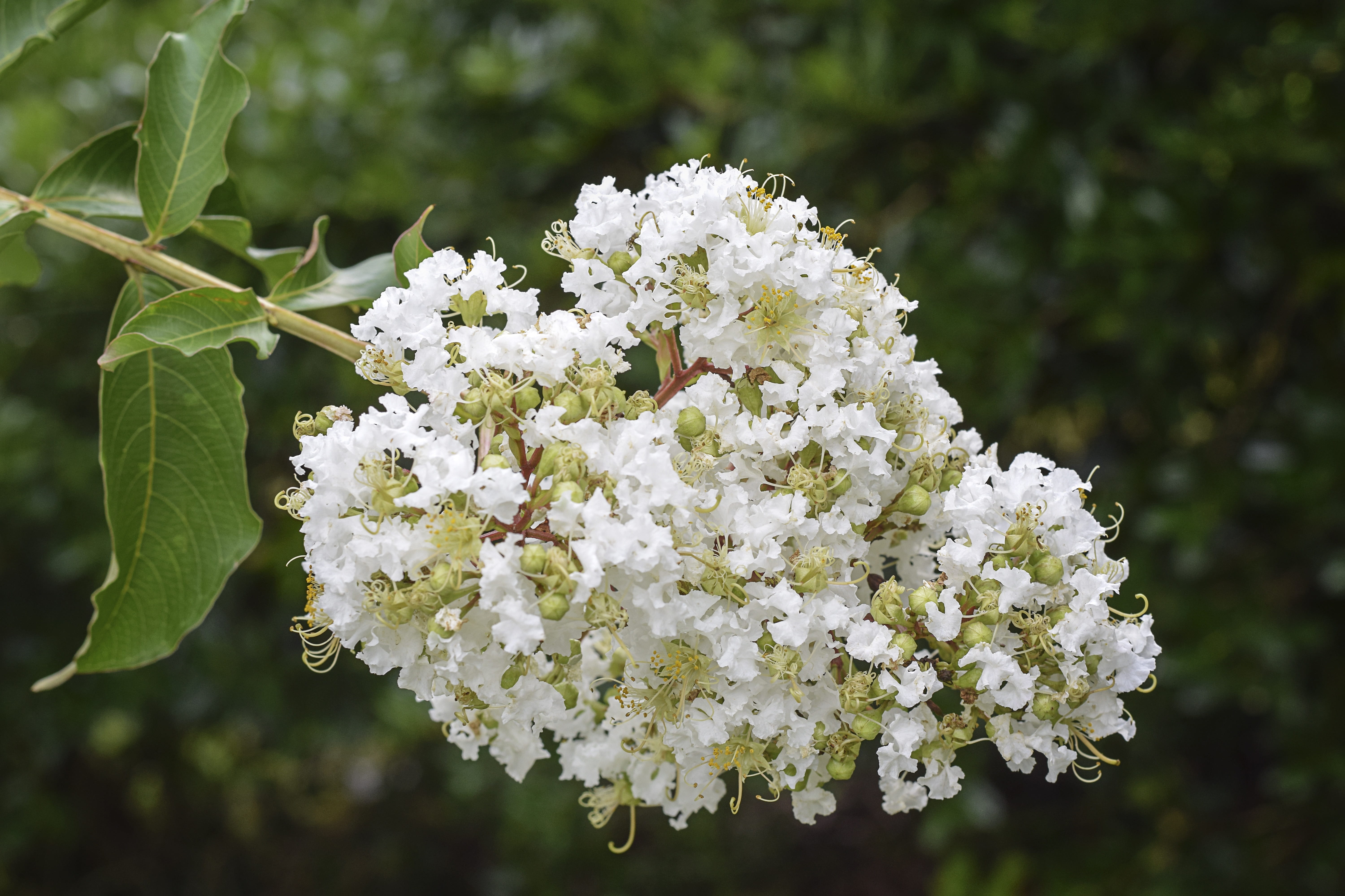 davies designs photography, cherry tree, botanical, bunch of flowers, beautiful, golden, romantic, bloom, light, fragility, petals, vintage, plant, day, HD Wallpaper