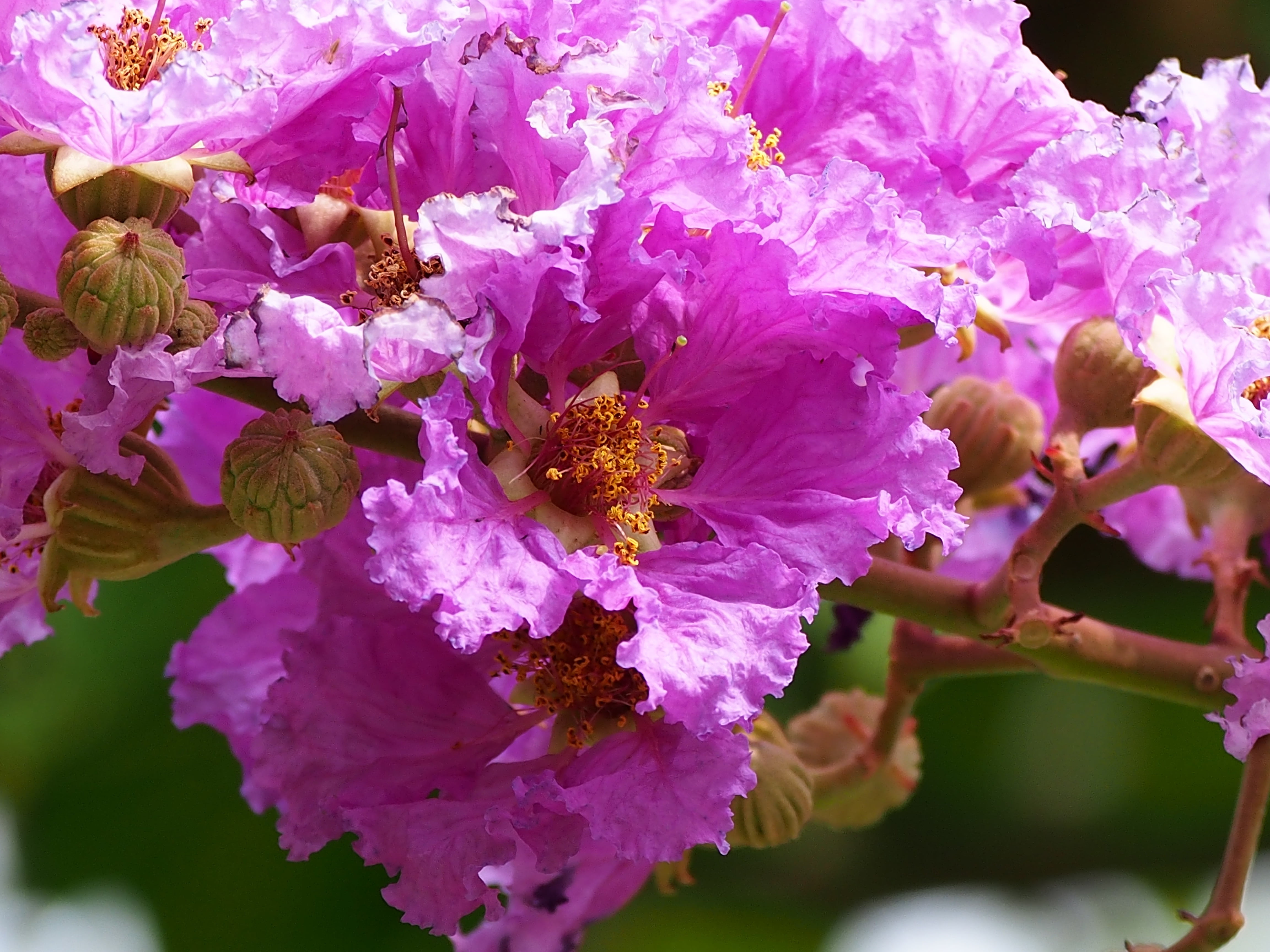 freshness, outdoors, beauty in nature, plant, petal, cherry blossom, inflorescence, bunch of flowers, blossom, big flower, nature, fragility, springtime, HD Wallpaper
