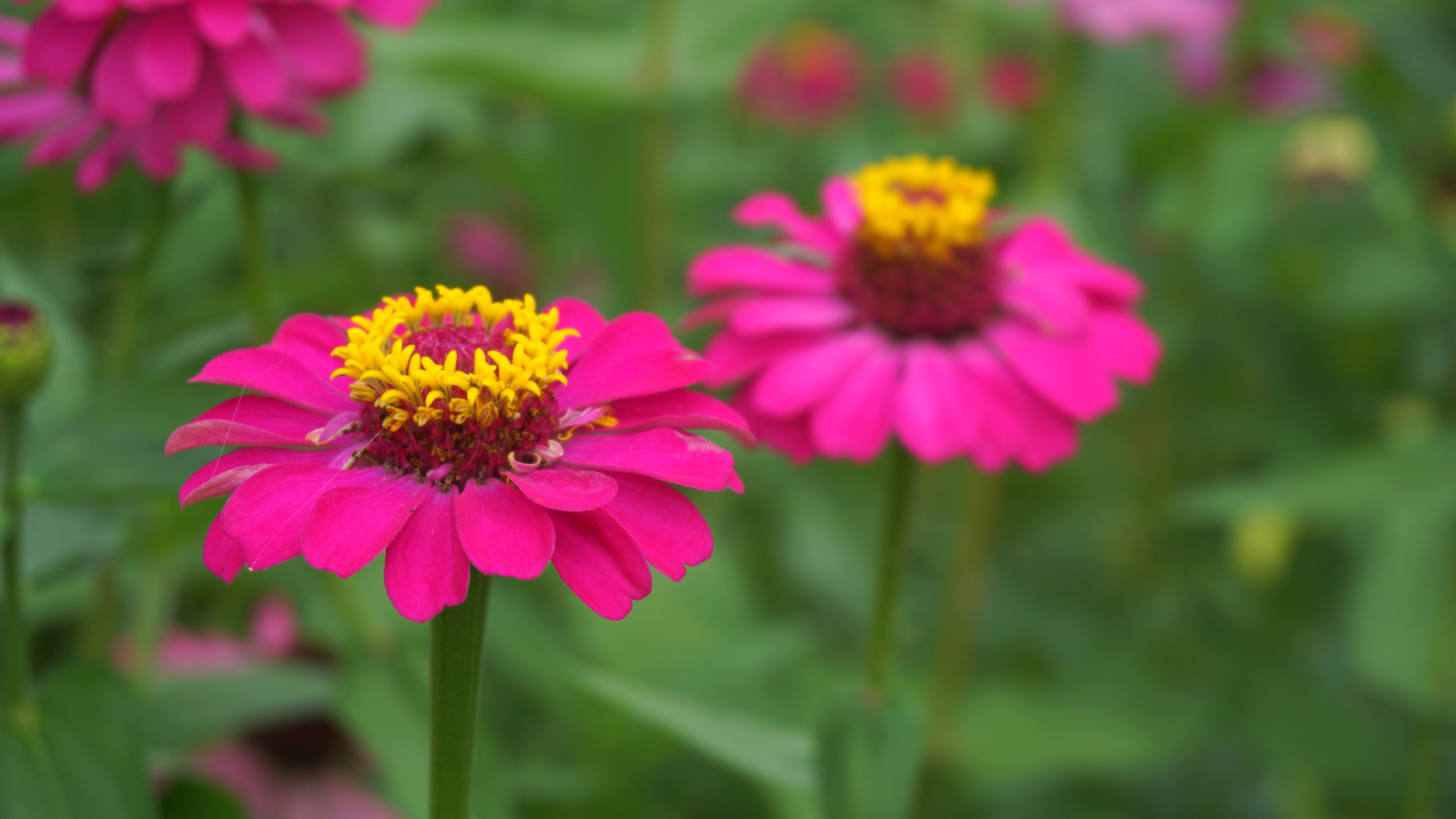 flowering plant, flower head, fragility, pink color, plant, petal, focus on foreground, outdoors, plants, crape myrtle, beauty in nature, flowers, field, HD Wallpaper