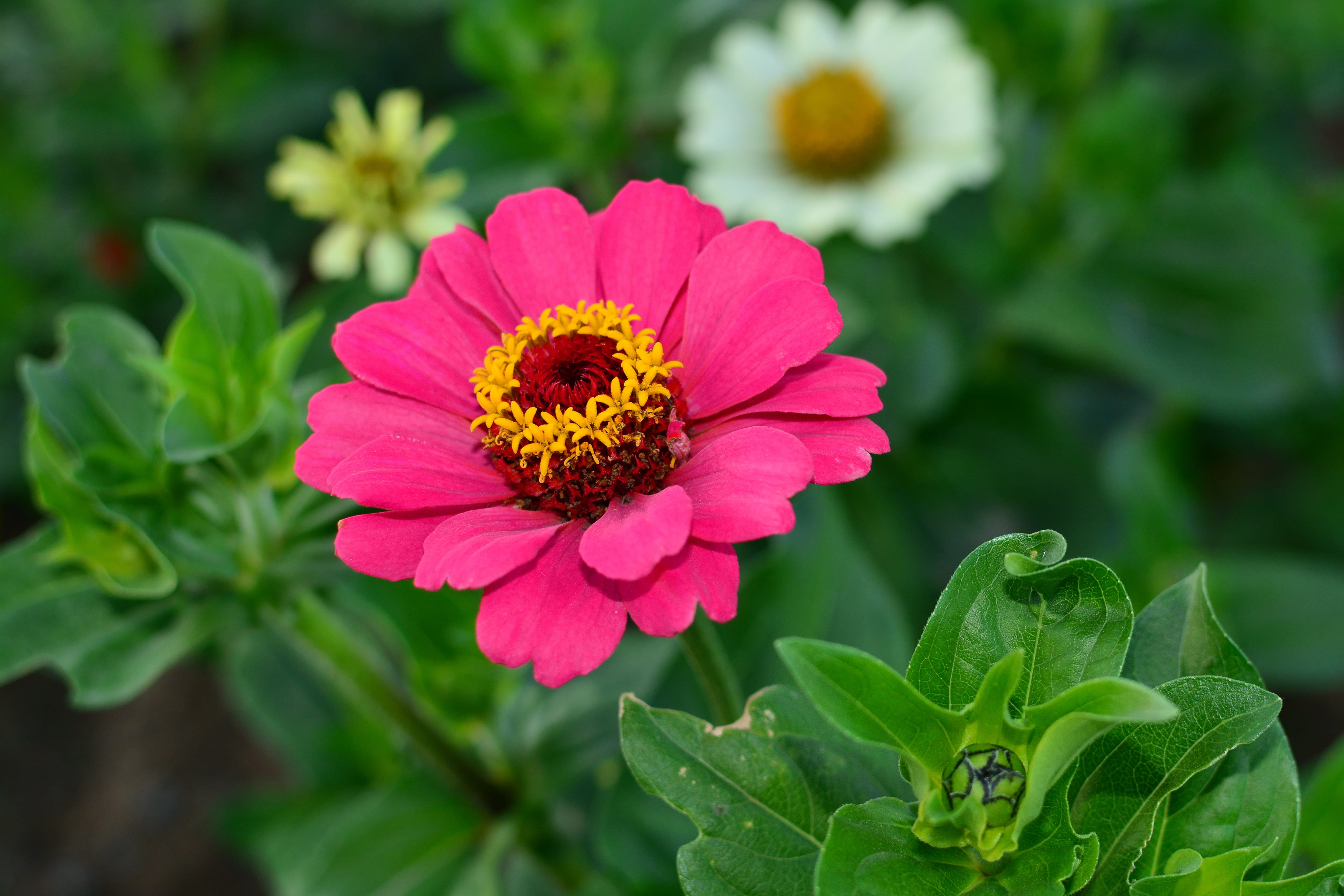 flowering plant, leaf, incheon, plant part, fragility, the hive, sky, beautiful, petal, no people, out of focus, 4K, plants, nature, cloud, zinnia, flower head, HD Wallpaper