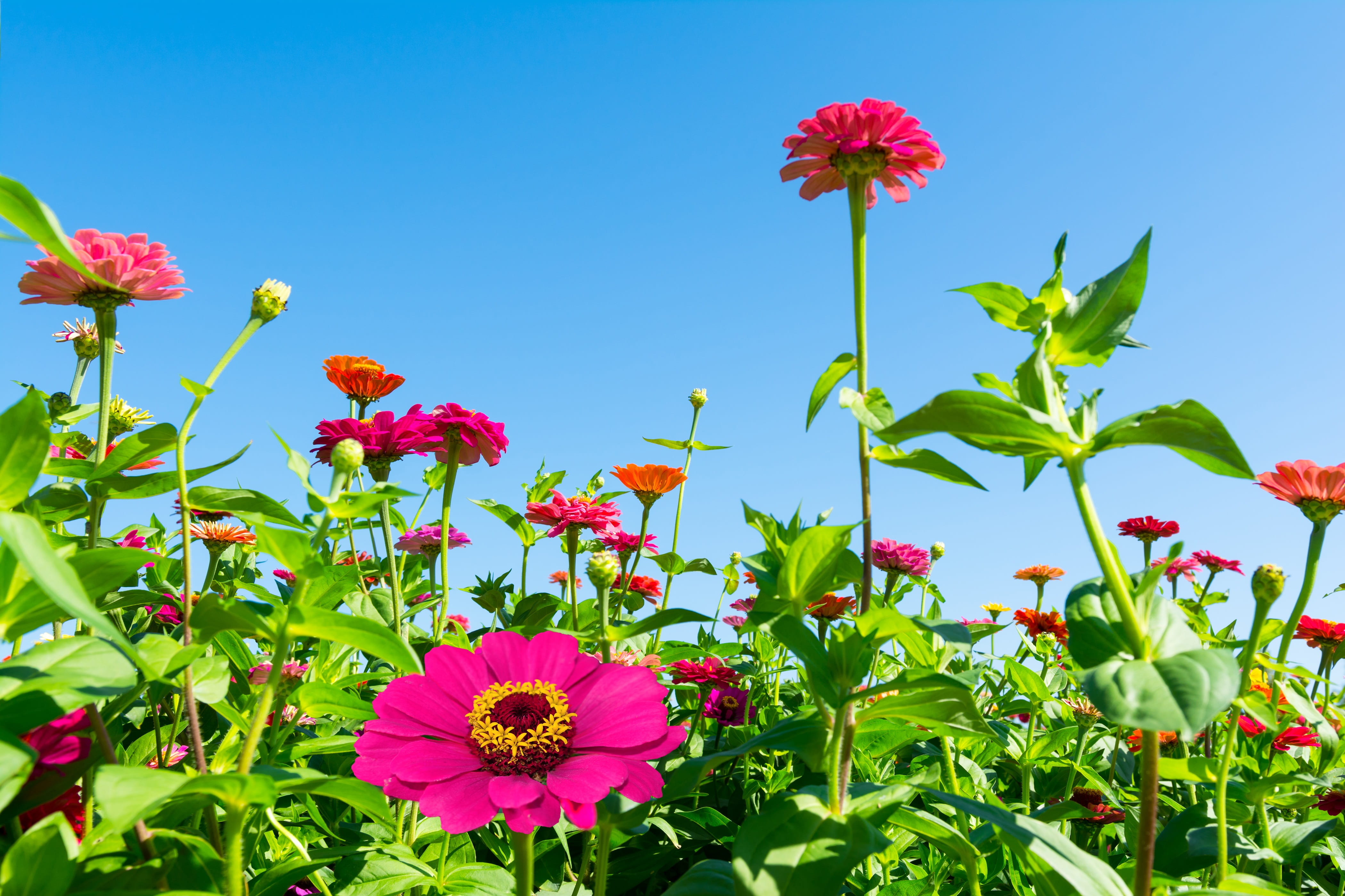 nature, zinnia, flower, sky, the hive, freshness, fragility, leaf, plant, beautiful, incheon, plant part, inflorescence, close-up, pollen, out of focus, HD Wallpaper