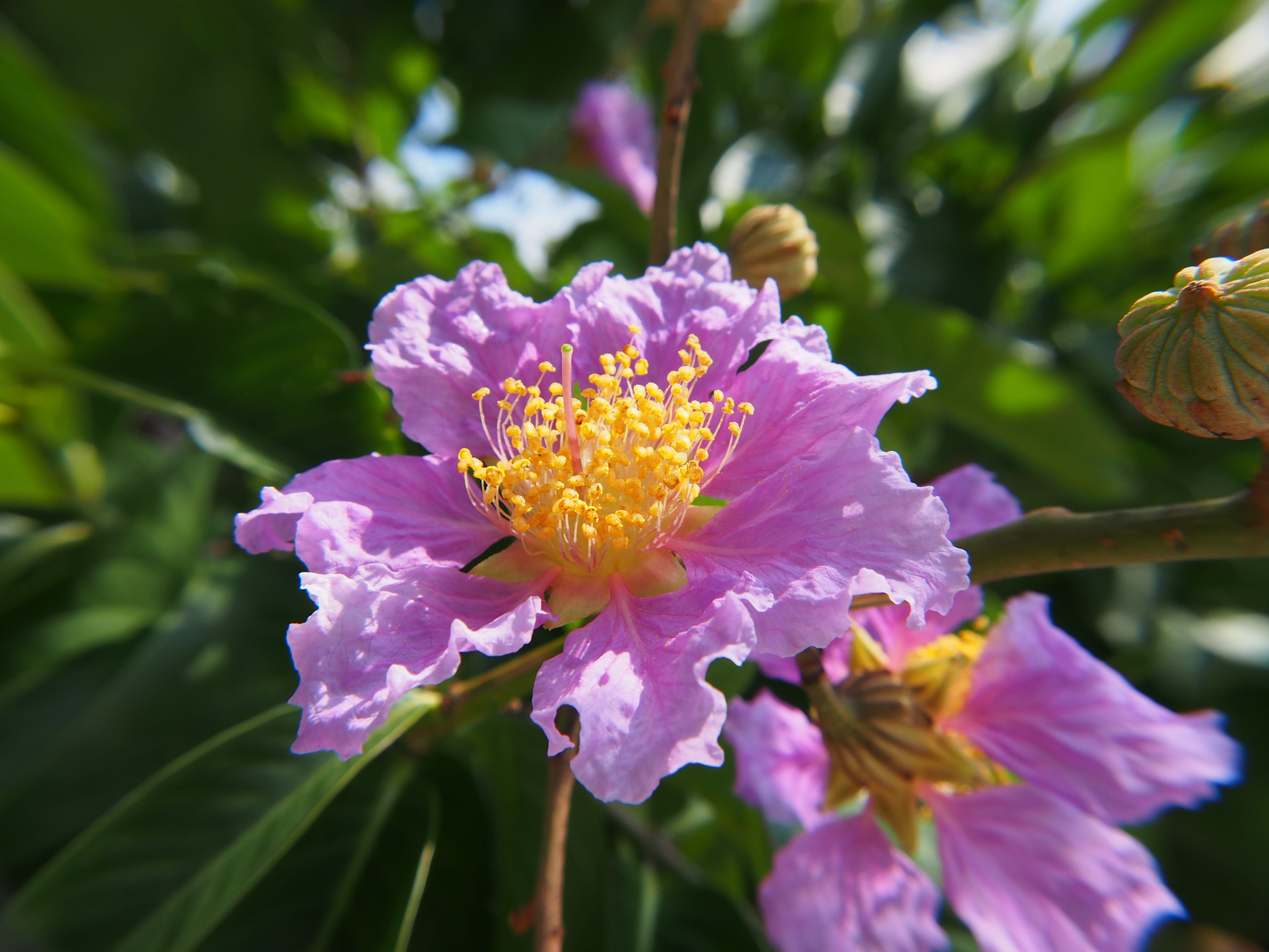 vulnerability, inflorescence, outdoors, beauty in nature, freshness, focus on foreground, pink and purple, 4K, Big, plant, day, purple, petal, fragility, HD Wallpaper