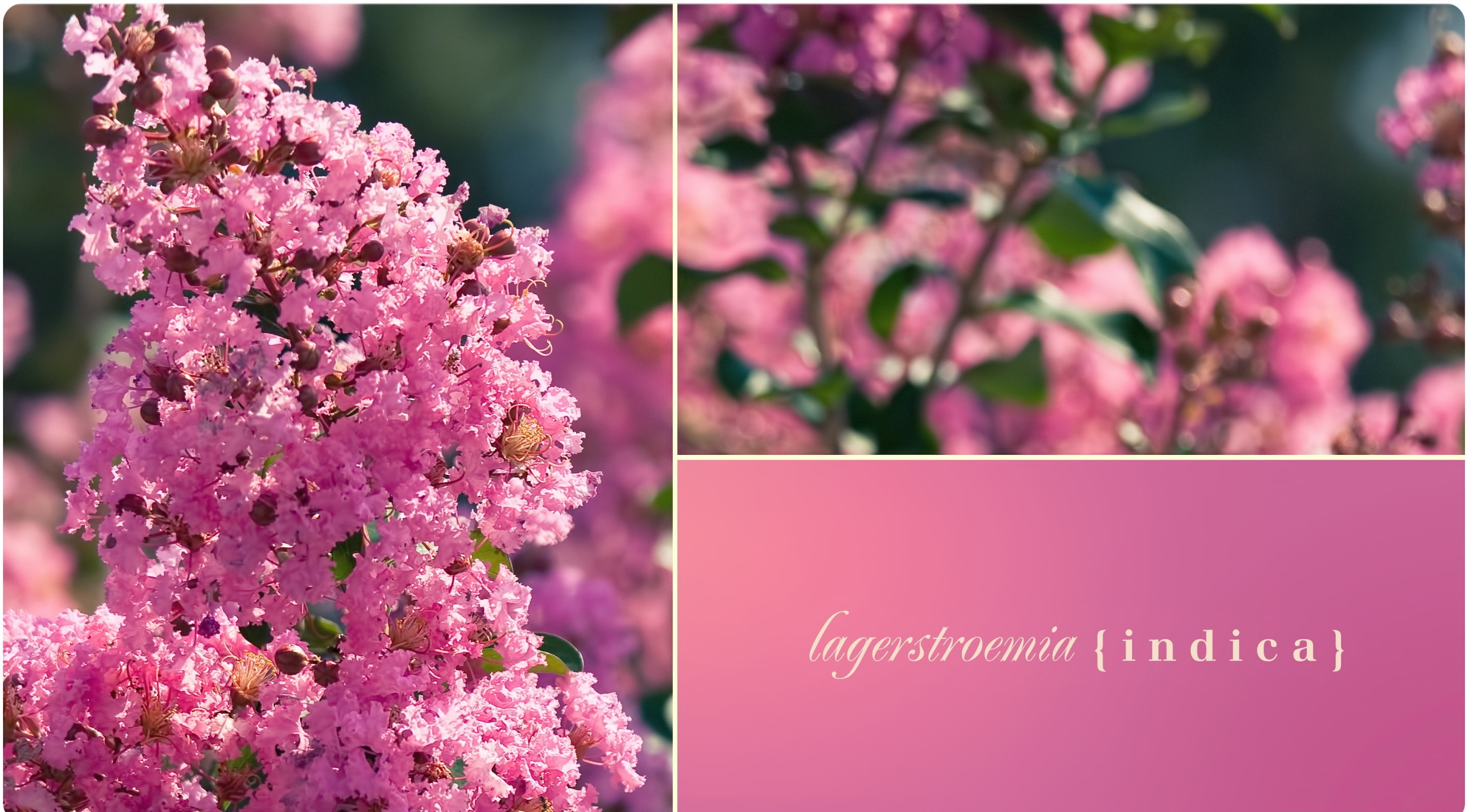 Flowers, Lagerstroemia Indica, 2K, crape, freshness, text, flower head, Sunshine, lilac, pink color, indica, purple, fragility, nature, botany, plant, HD Wallpaper