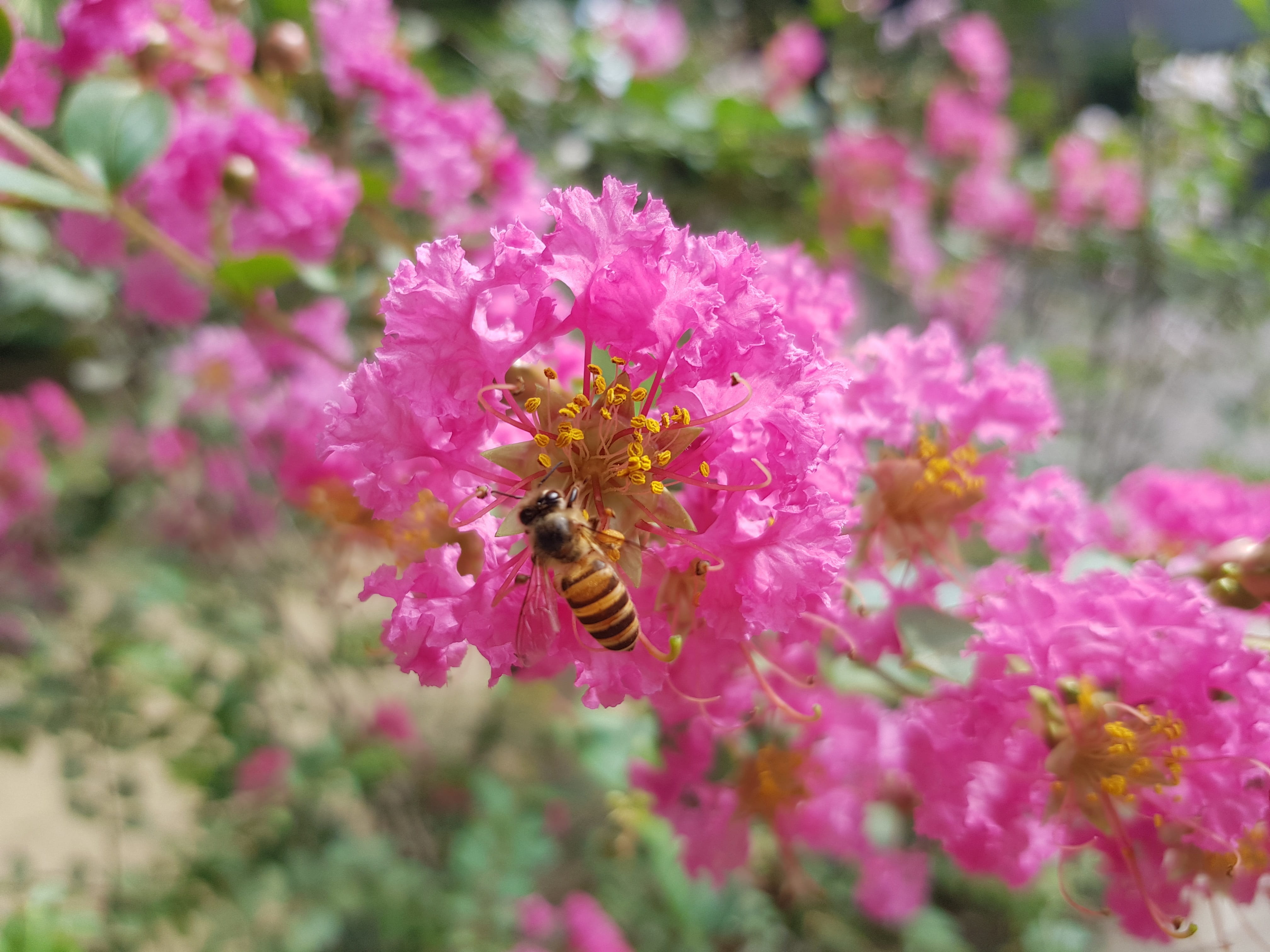 vulnerability, animals in the wild, no people, bee, freshness, petal, crape myrtle, pollination, springtime, beauty in nature, flowering plant, animal themes, HD Wallpaper