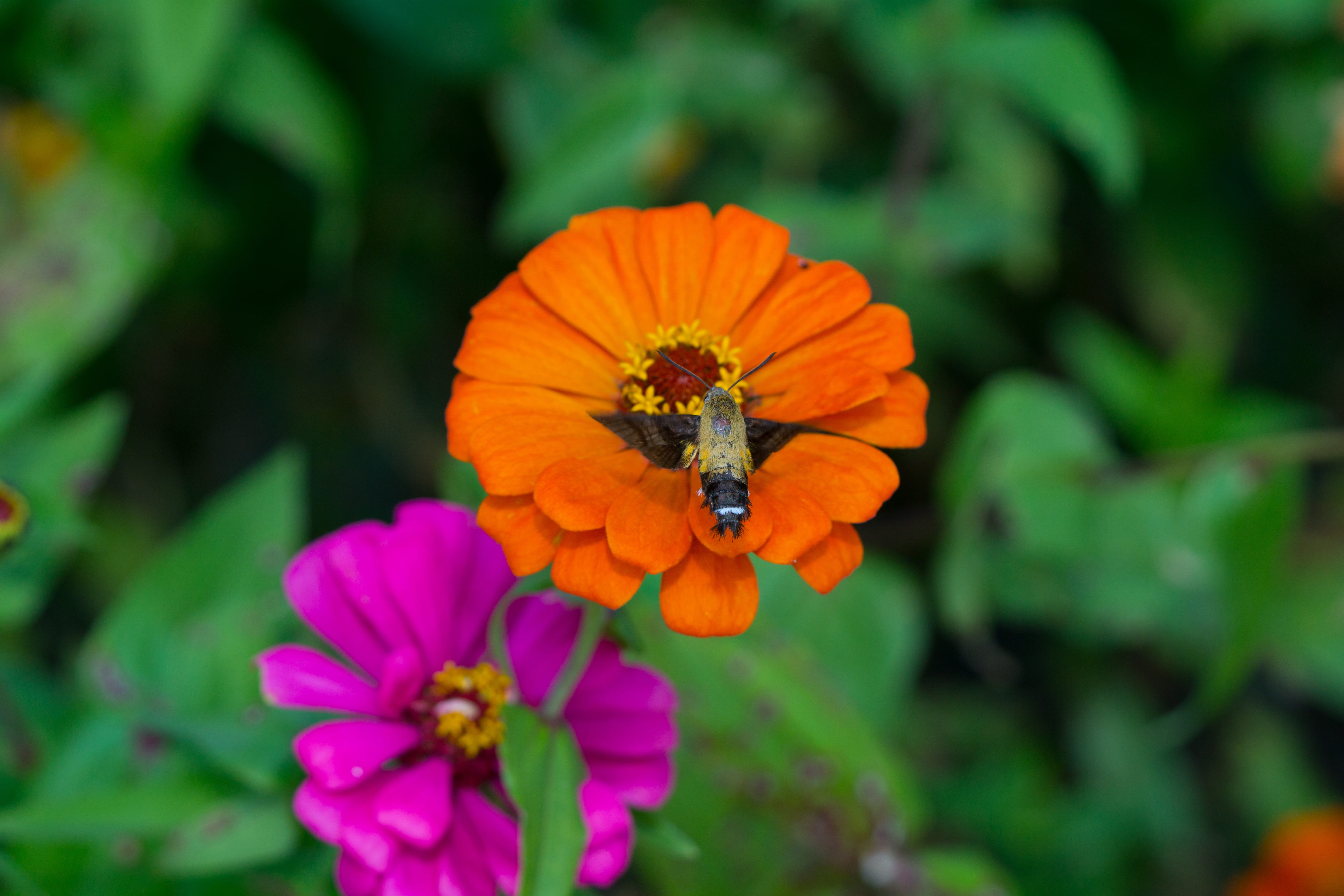 freshness, night vision or fat, invertebrate, macro, focus on foreground, animal wildlife, animals in the wild, flowers, insect, hawk moth, one animal, HD Wallpaper