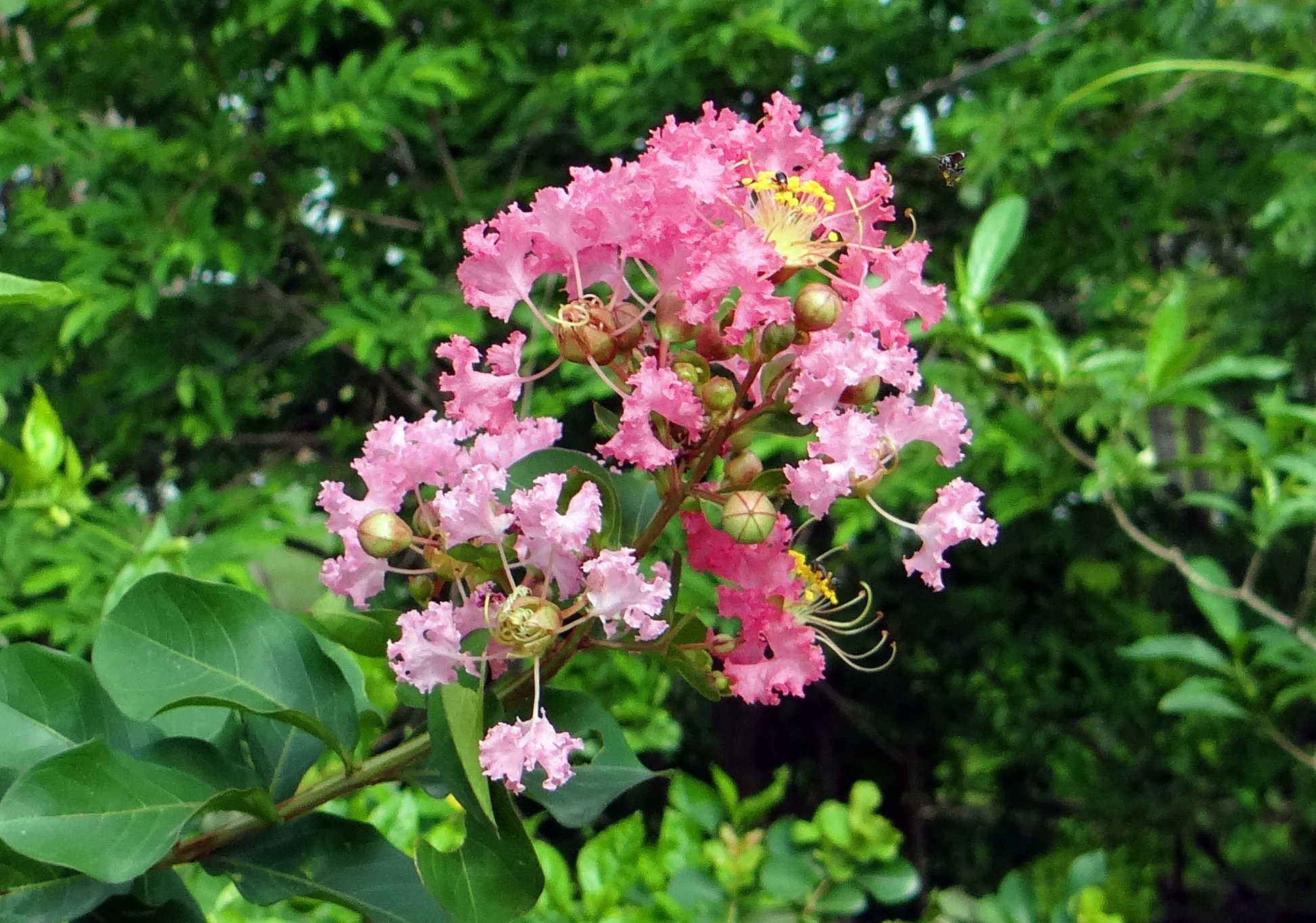 nature, softness, freshness, flower, flower head, india, growth, focus on foreground, plant, leaf, petal, green color, fragility, spring, pink, close-up, HD Wallpaper
