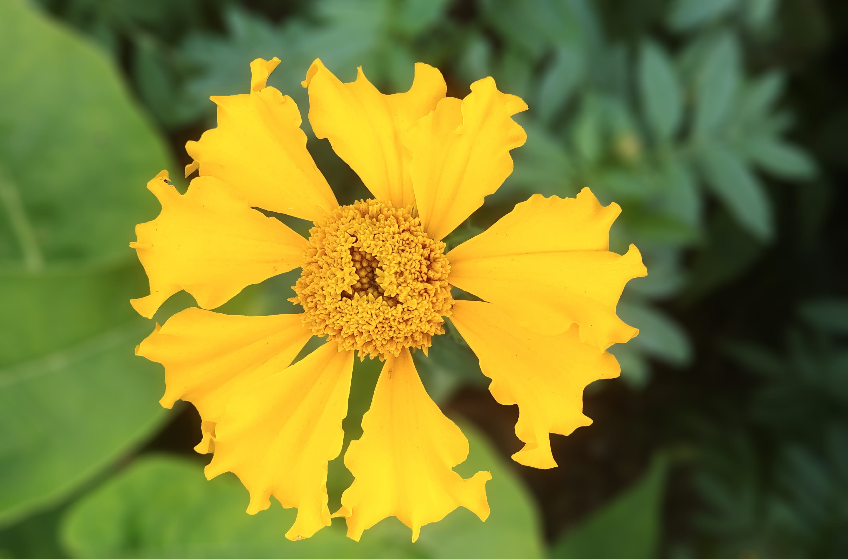 yellow, korea, beautiful, 2K, nature, focus on foreground, vulnerability, growth, freshness, new, pollen, yellow flower, inflorescence, fine, no people, HD Wallpaper