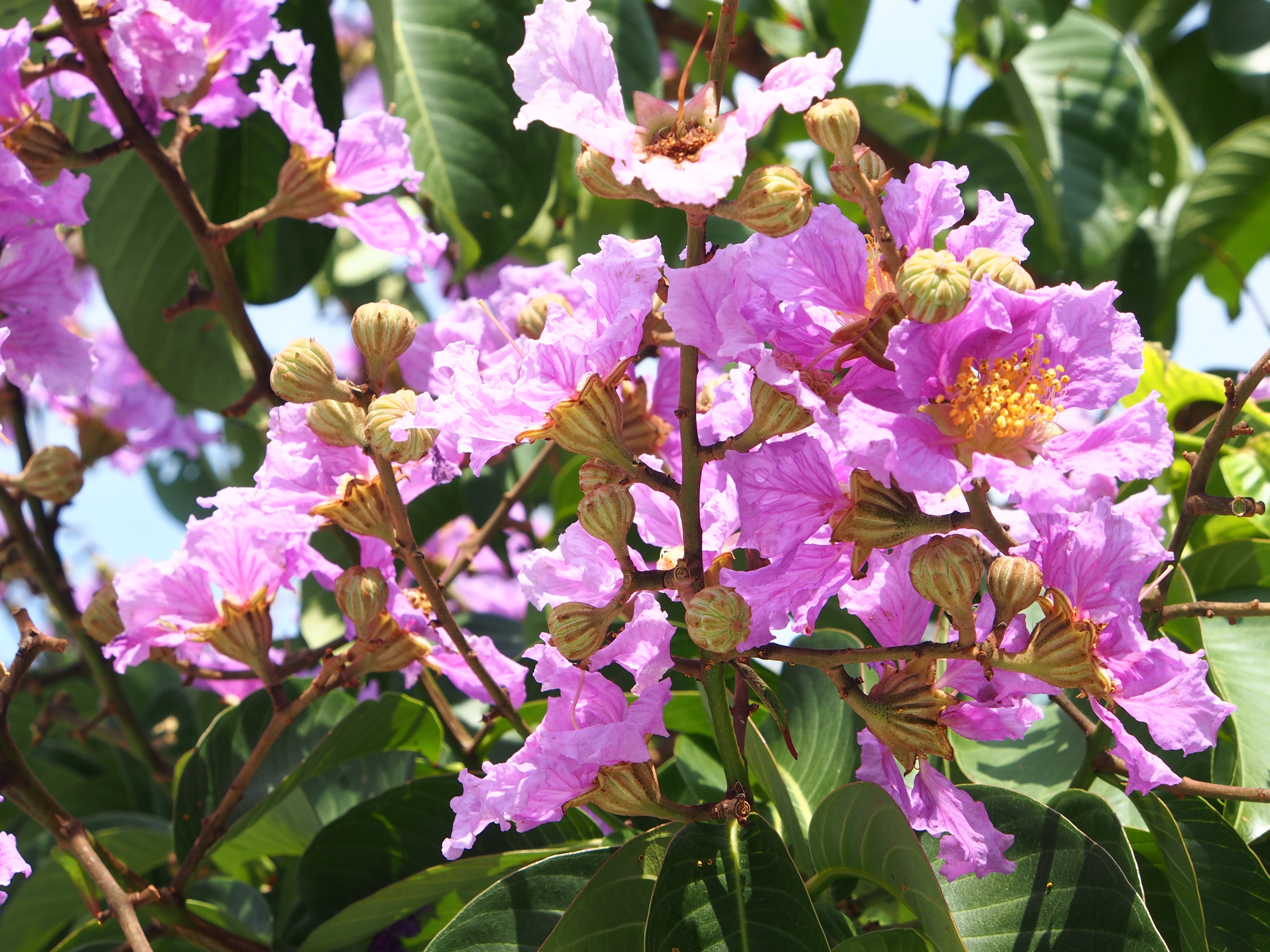 plant, springtime, nature, inflorescence, flower, pink color, crape myrtle, outdoors, purple, bunch of flowers, pollen, plant part, close-up, blossom, pink and purple, HD Wallpaper