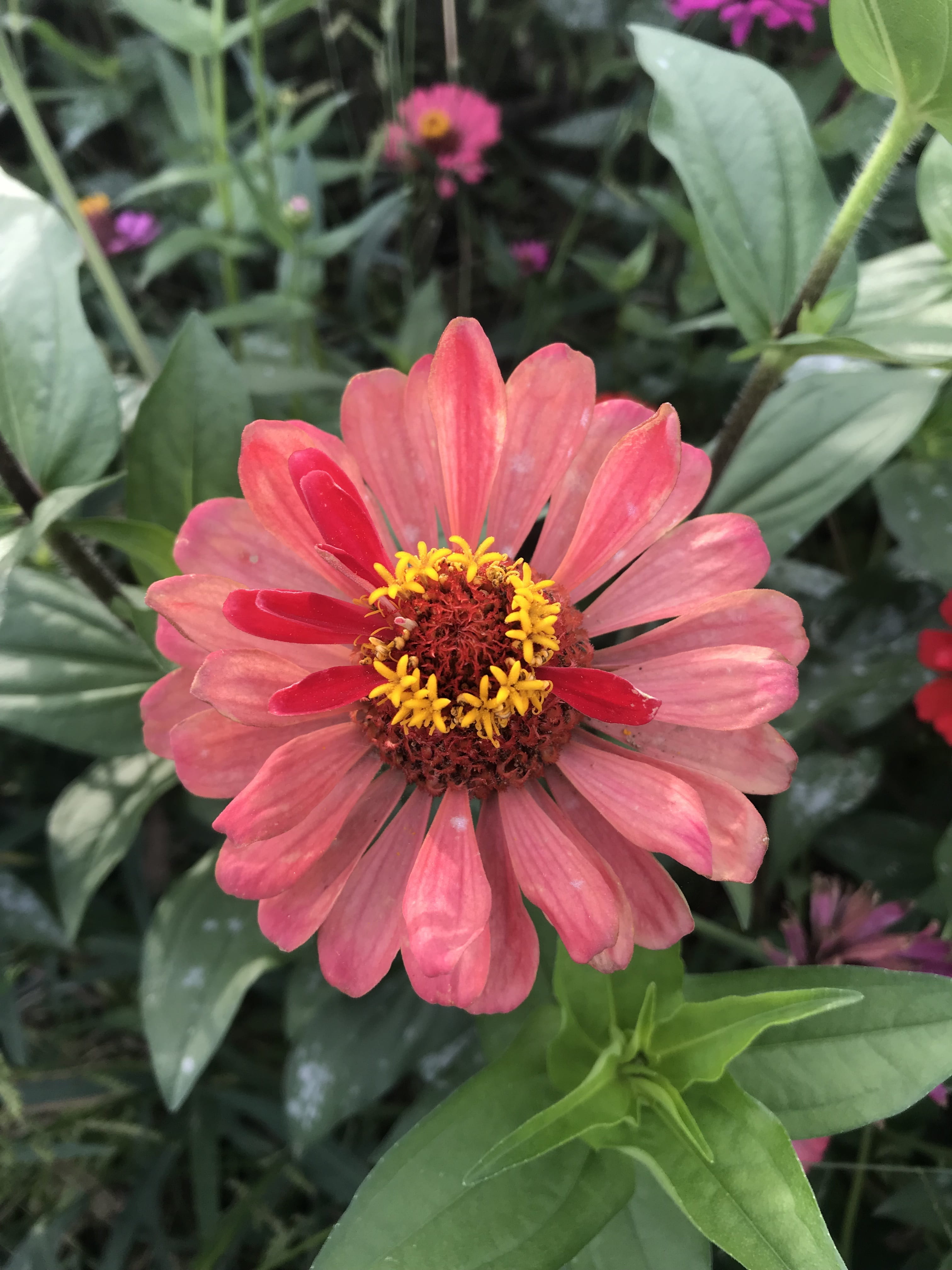 focus on foreground, petal, leaf, gazania, beauty in nature, pollen, flowering plant, outdoors, flower head, inflorescence, growth, vulnerability, korea, Phone HD Wallpaper