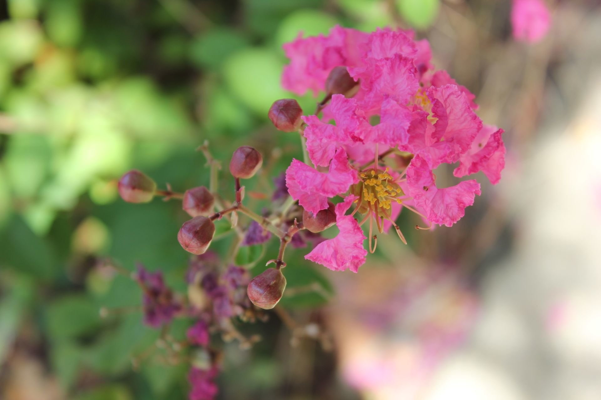 Flower, 1080P, Flowers, Crape Myrtle, HD Wallpaper