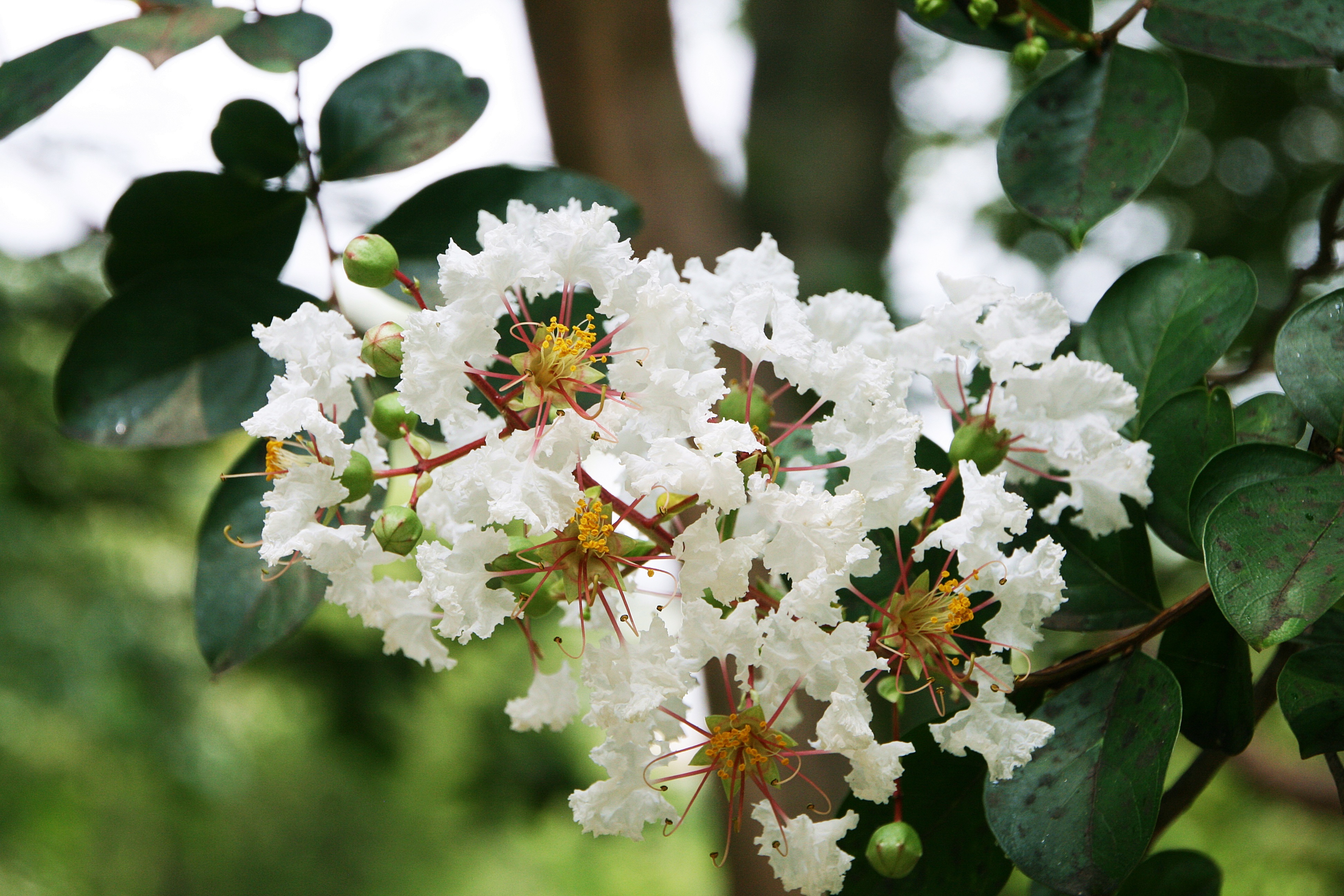 petal, no people, spring, vulnerability, plant part, white color, thursday crape myrtle, growth, now us, bunch of flowers, pollen, lagerstroemia indica, HD Wallpaper