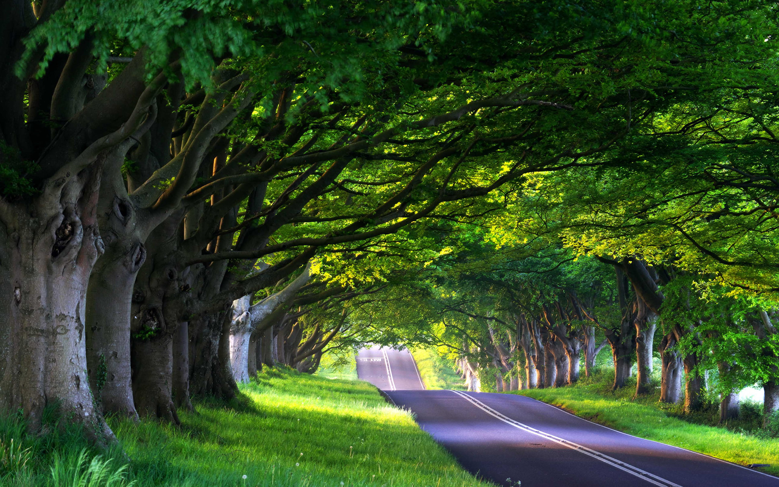 asphalt, land, tree trunk, symbol, springtime, lane, gray, direction, rural Scene, forest, no People, transportation, marking, the way forward, landscaped, HD Wallpaper
