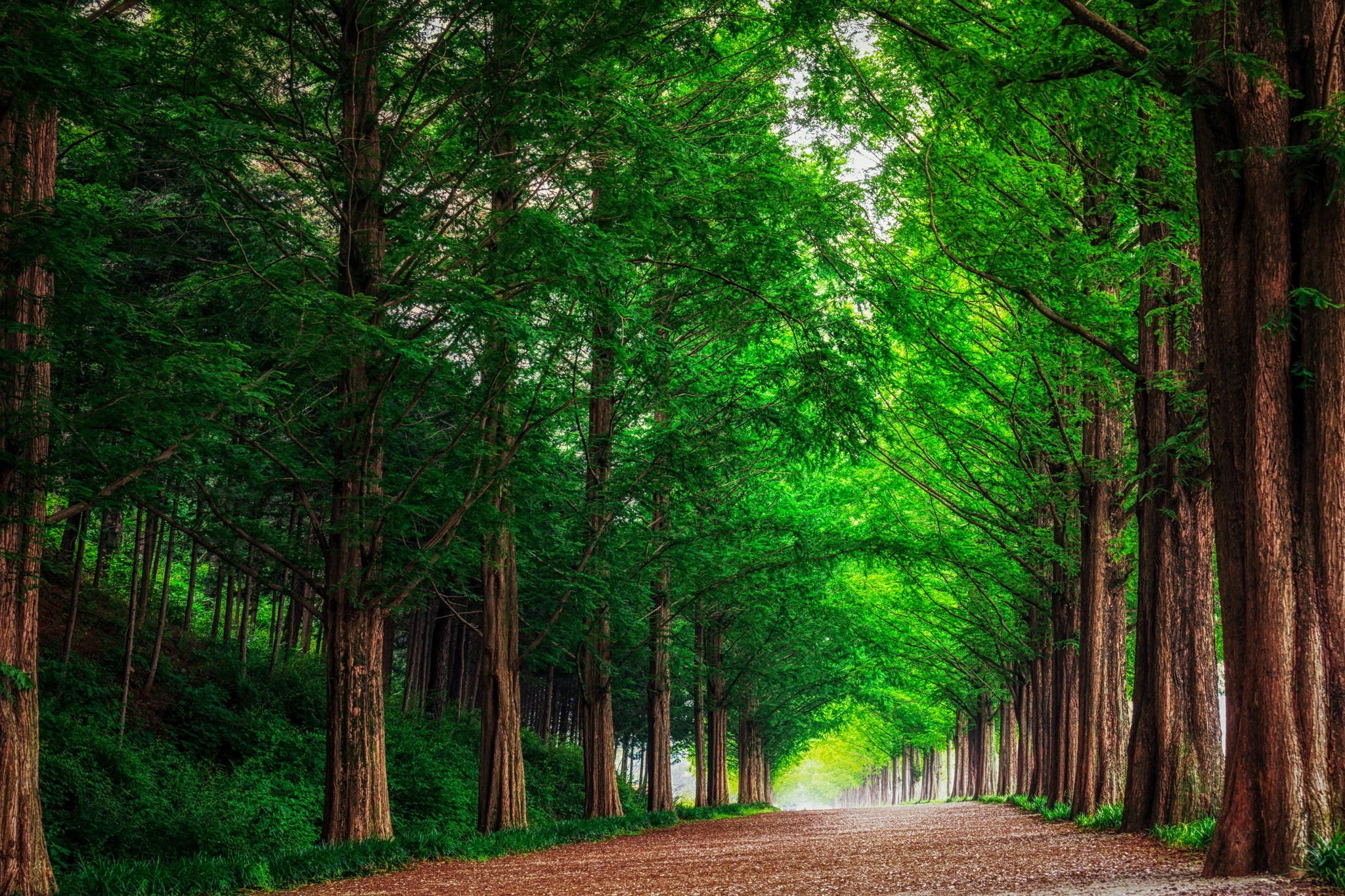 nature, south, 1080P, metasekvoya, landscape, alley, forest, korea, trees, road, HD Wallpaper