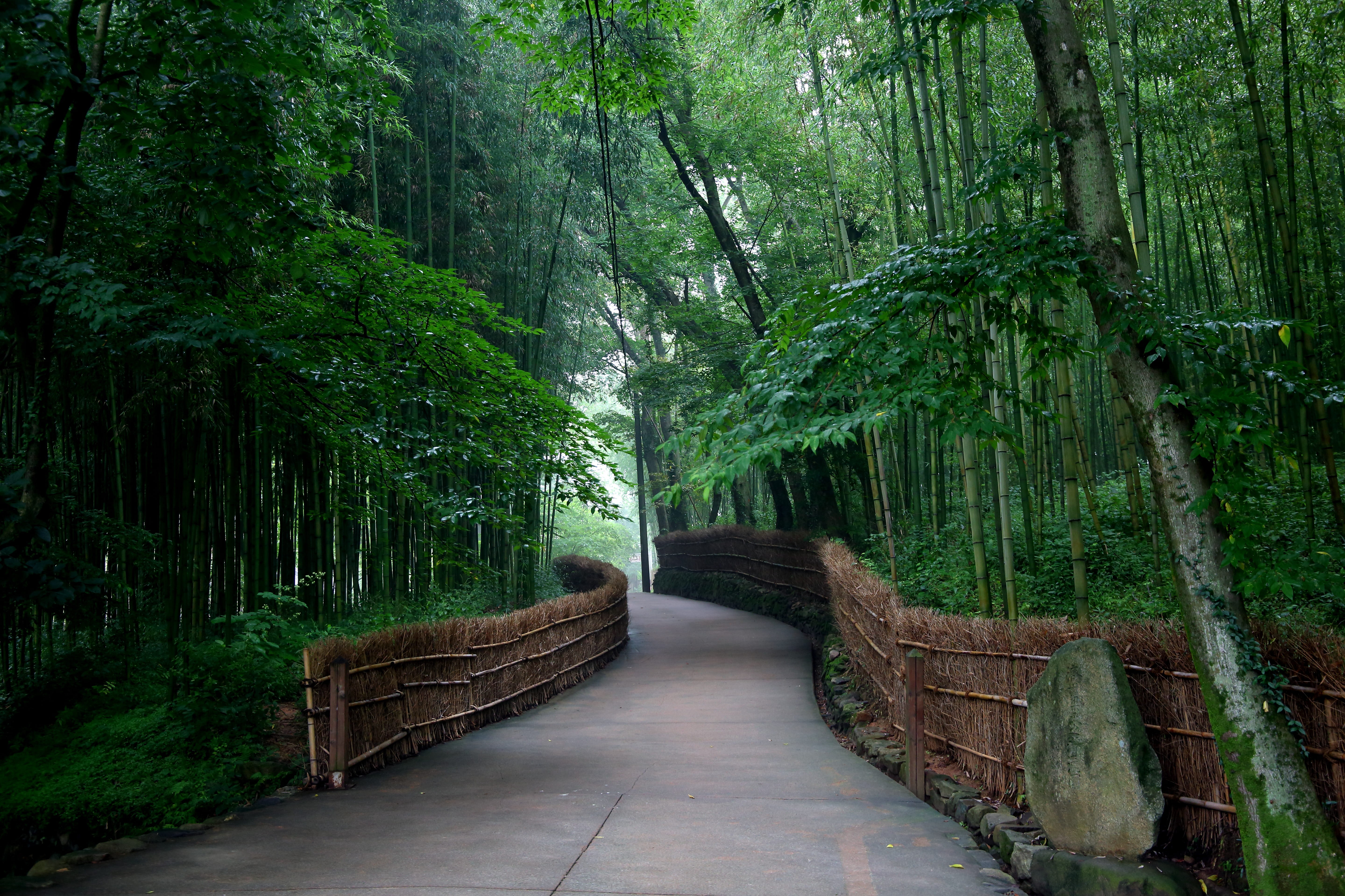 surrounded, forest, bamboo - plant, land, footpath, tranquil scene, flowerbed, non-urban scene, tree, the way forward, road, no people, trees, scenics - nature, HD Wallpaper