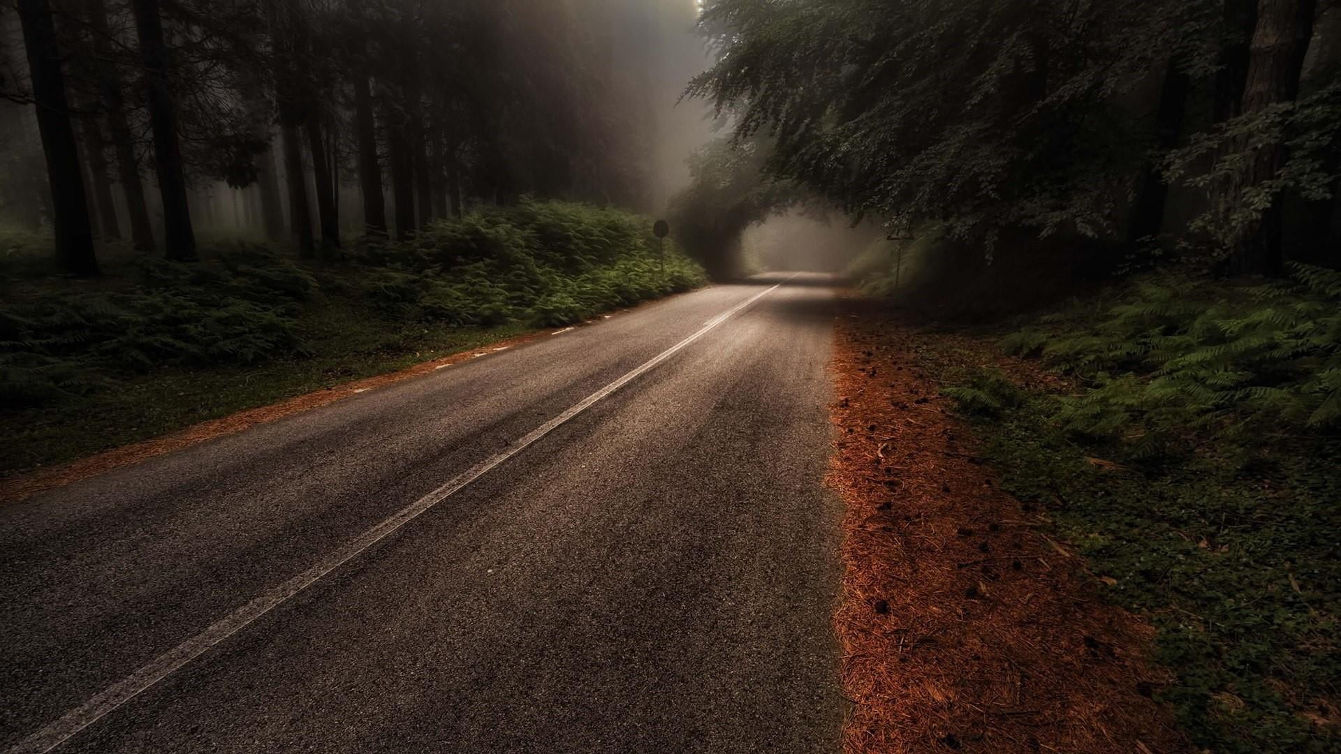 sunlight, forest, transportation, direction, morning, sign, no people, aspromonte national park, land, plant, lane, national park, nature, 1080P, fog, HD Wallpaper