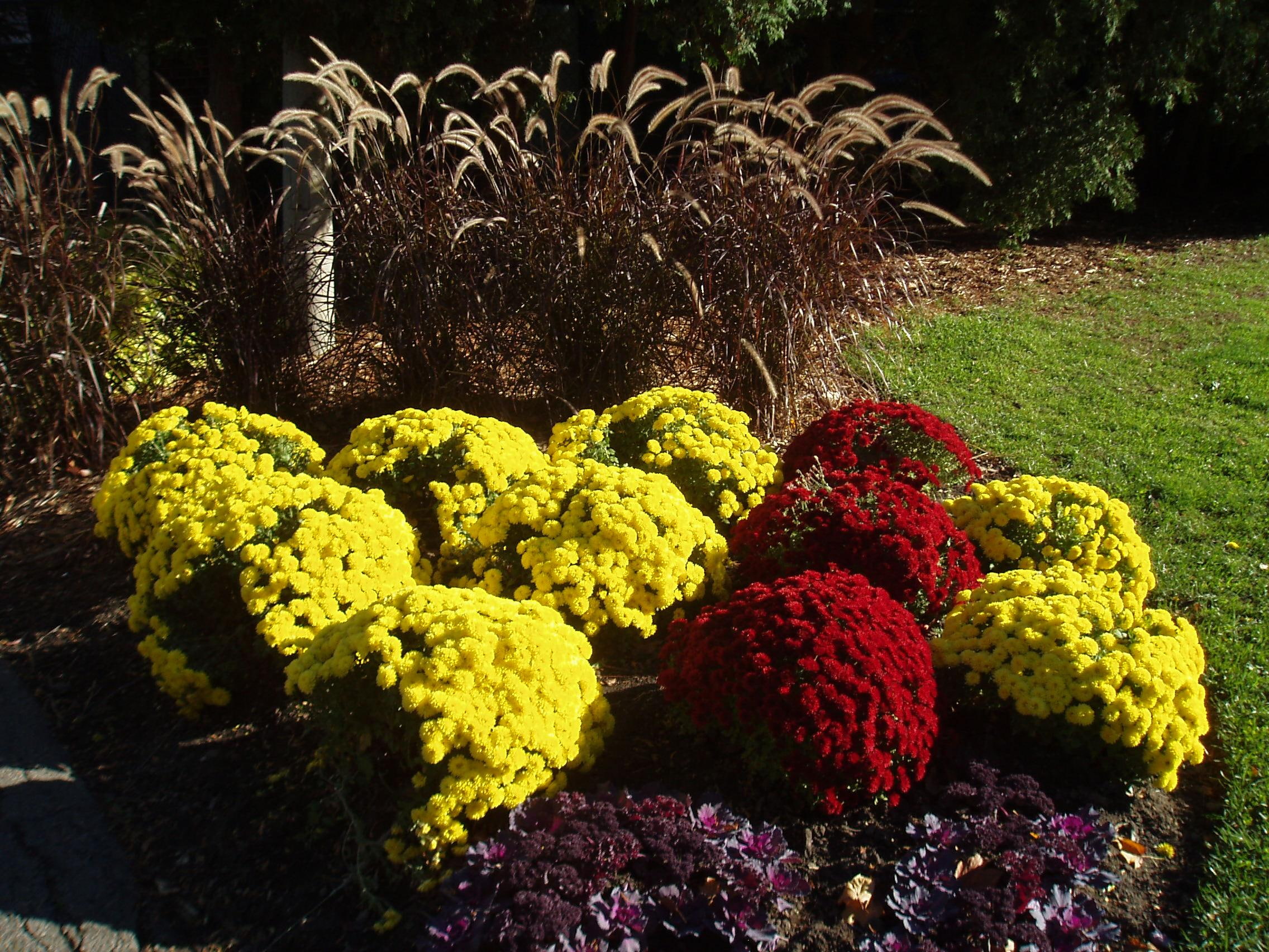 colours, autumn finery, quiet corner, fall beauties, mums, 3d and abstract, 1080P, HD Wallpaper