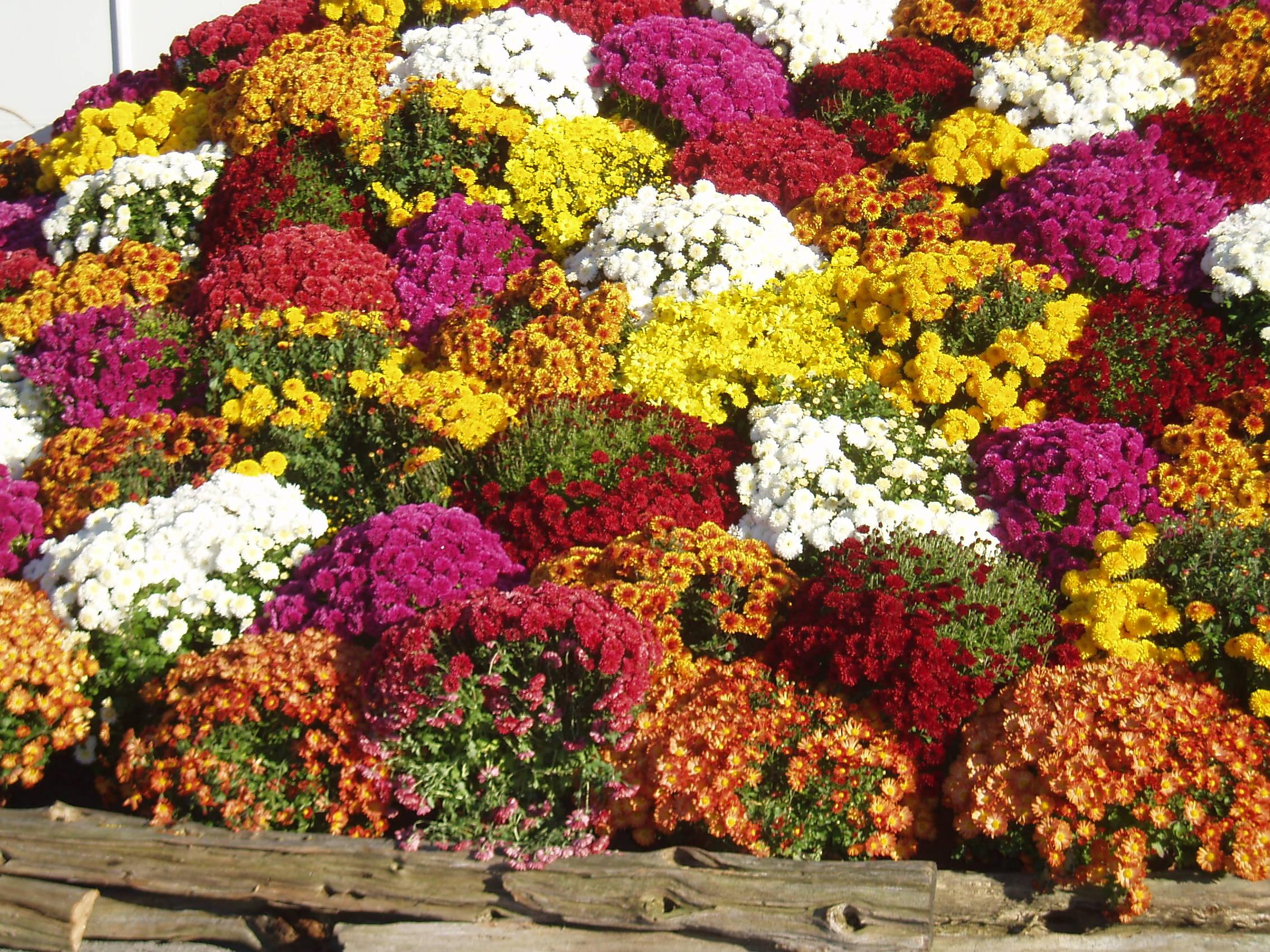 1080P, nature palette, mums, chrysthanthemums, 3d and abstract, feast for the eyes, fall, HD Wallpaper