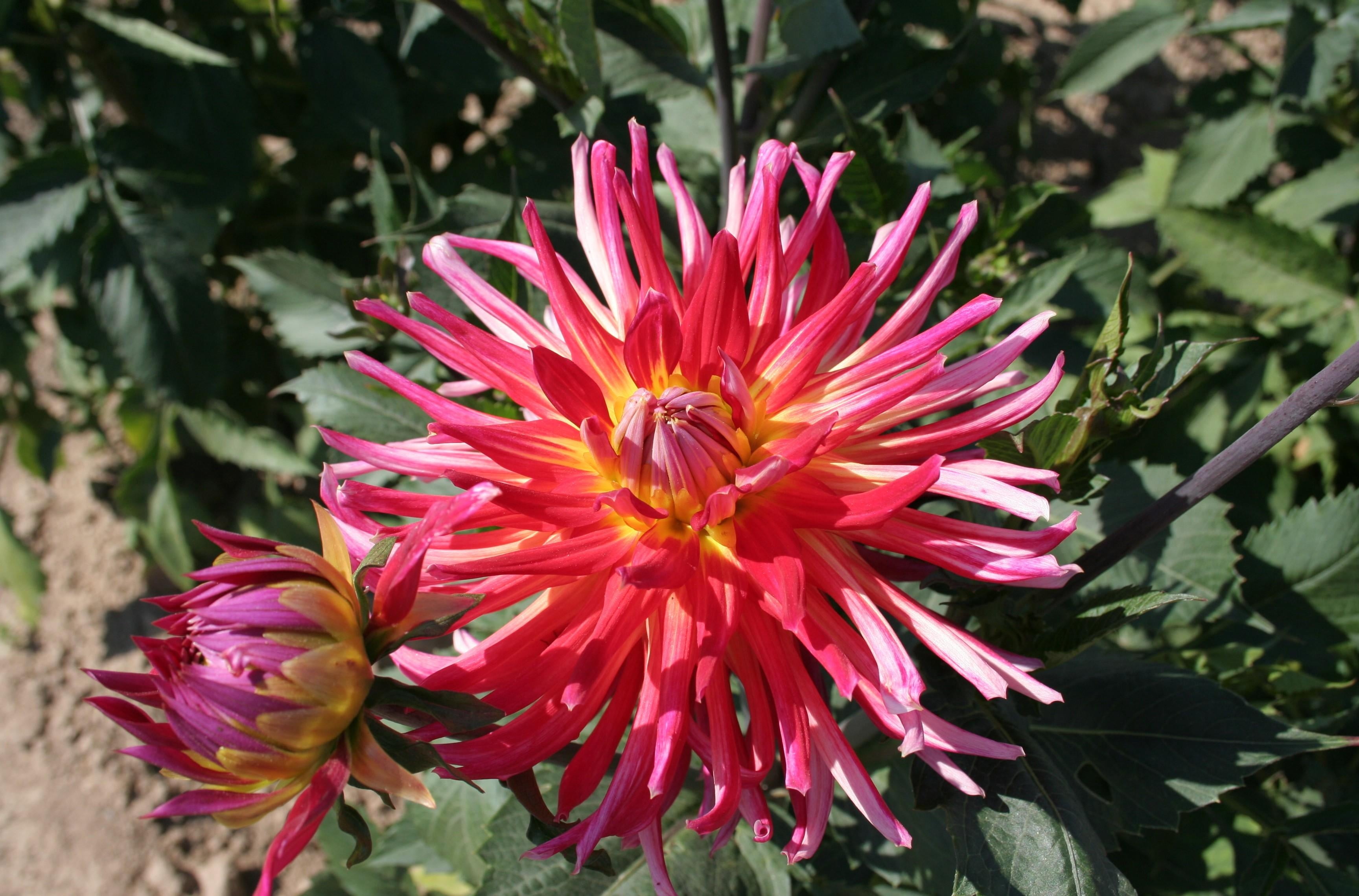 2K, growth, flower Head, dahlias, leaf, red, sunny, focus on foreground, no people, flowering plant, blossom, green, flower, freshness, vulnerability, HD Wallpaper